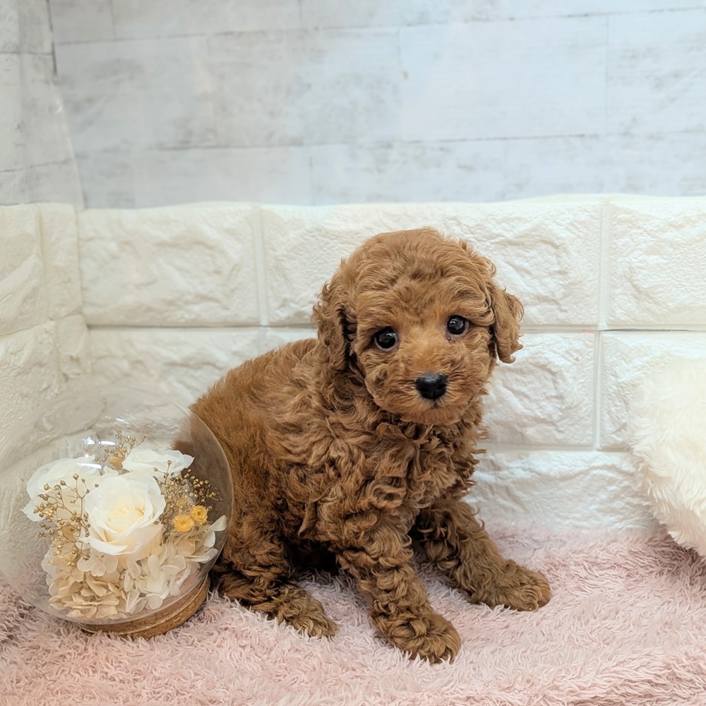 静岡県のトイプードル(トイ) (犬の家＆猫の里プレ葉ウォーク浜北店/2026年7月17日生まれ/男の子/レッド)の子犬の1枚目の画像