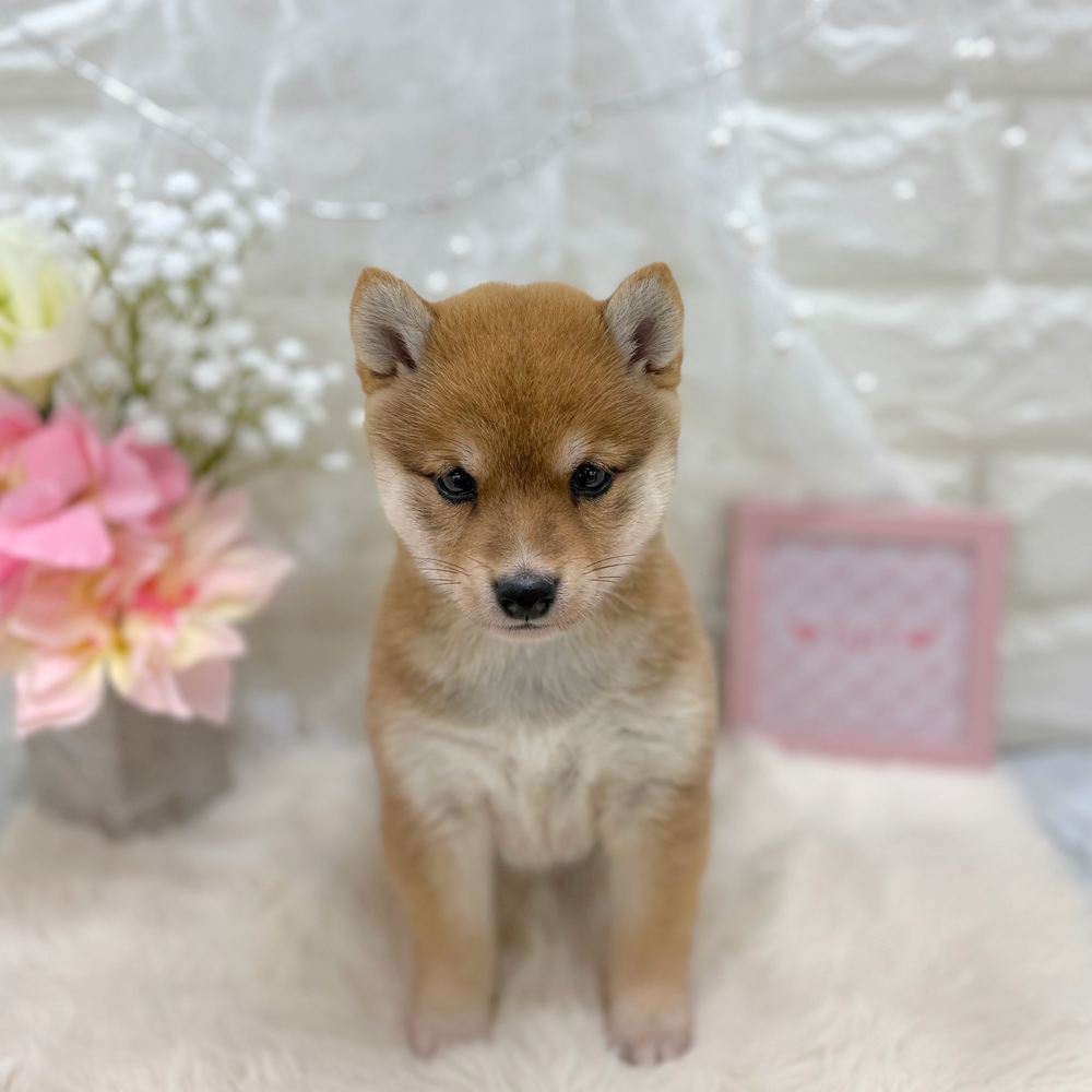 福井県の豆柴 (犬の家＆猫の里アミーゴ福井大和田店/2026年7月20日生まれ/女の子/赤)の子犬の3枚目の画像