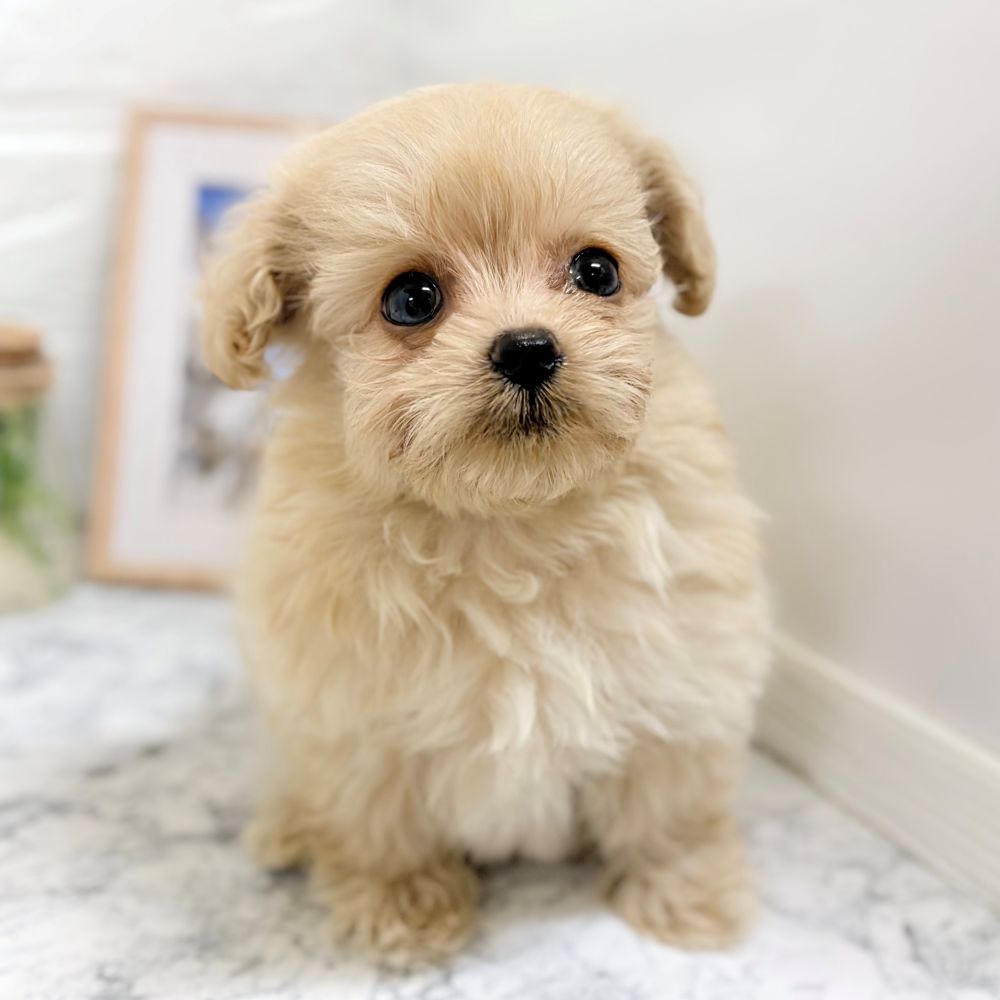 愛知県のポメプー(ポメラニアン×プードル) (犬の家＆猫の里豊田店/2026年7月20日生まれ/男の子/クリーム)の子犬の3枚目の画像