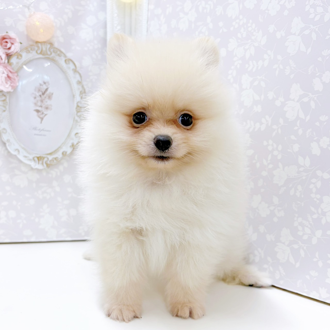 富山県のポメラニアン (犬の家＆猫の里アミーゴ高岡蓮花寺店/2026年7月21日生まれ/男の子/クリーム)の子犬の3枚目の画像