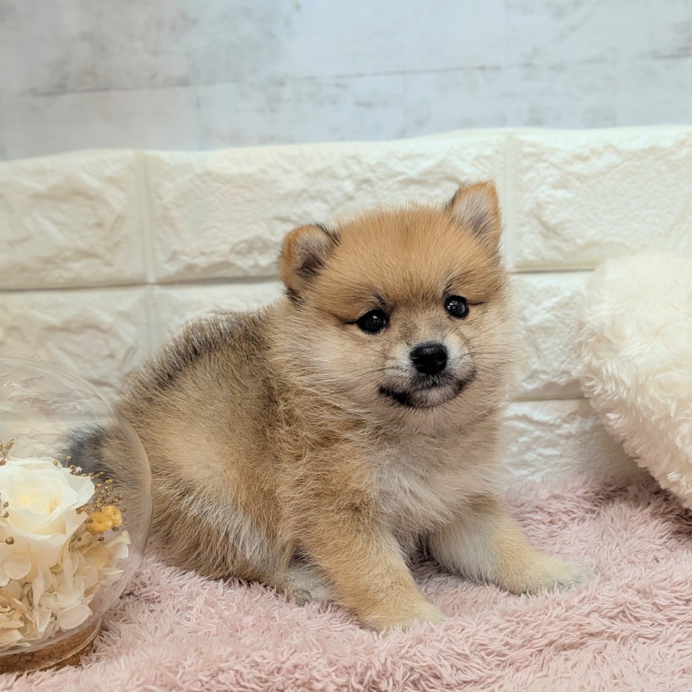 静岡県のポメ柴/豆ポメ/ポメ豆柴(ポメラニアン×柴犬) (犬の家＆猫の里プレ葉ウォーク浜北店/2026年7月20日生まれ/女の子/赤)の子犬の3枚目の画像