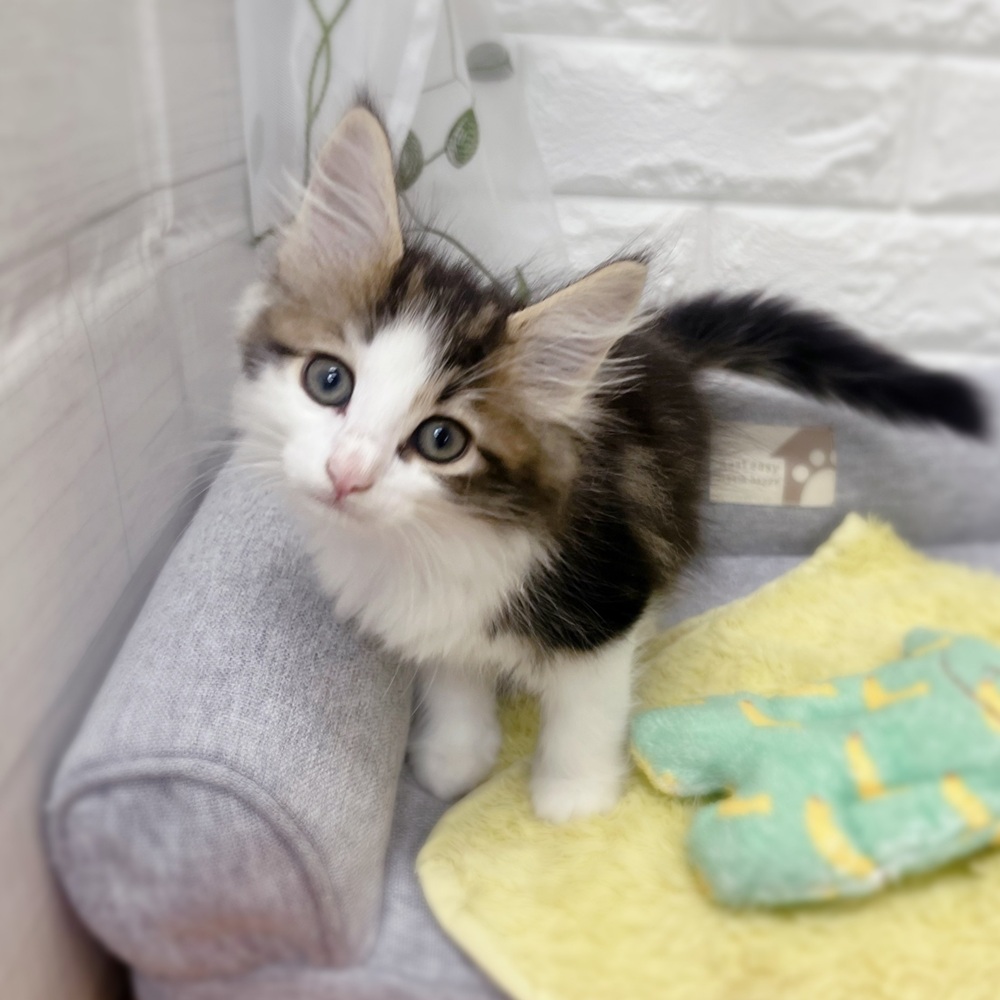 長野県のノルウェージャンフォレストキャット (犬の家＆猫の里塩尻店/2026年7月20日生まれ/女の子/ブラウンタビーホワイト)の子猫の3枚目の画像