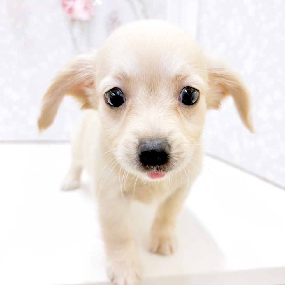 富山県のチワックス(チワワ×ダックス) (犬の家＆猫の里アミーゴ高岡蓮花寺店/2026年7月18日生まれ/男の子/クリーム)の子犬の3枚目の画像