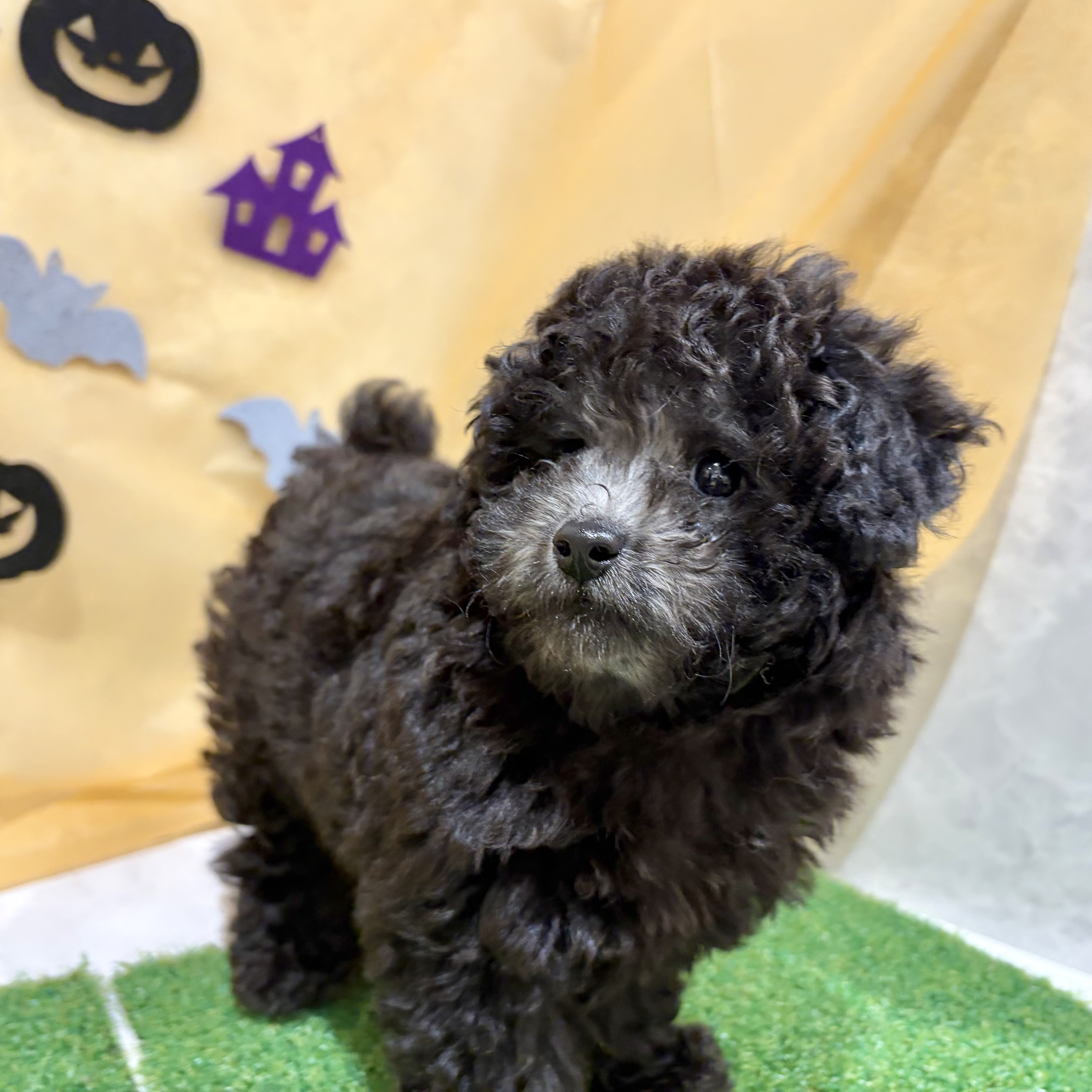 福岡県のトイプードル(トイ) (犬の家＆猫の里くりえいと宗像店/2026年7月18日生まれ/男の子/シルバー)の子犬の3枚目の画像