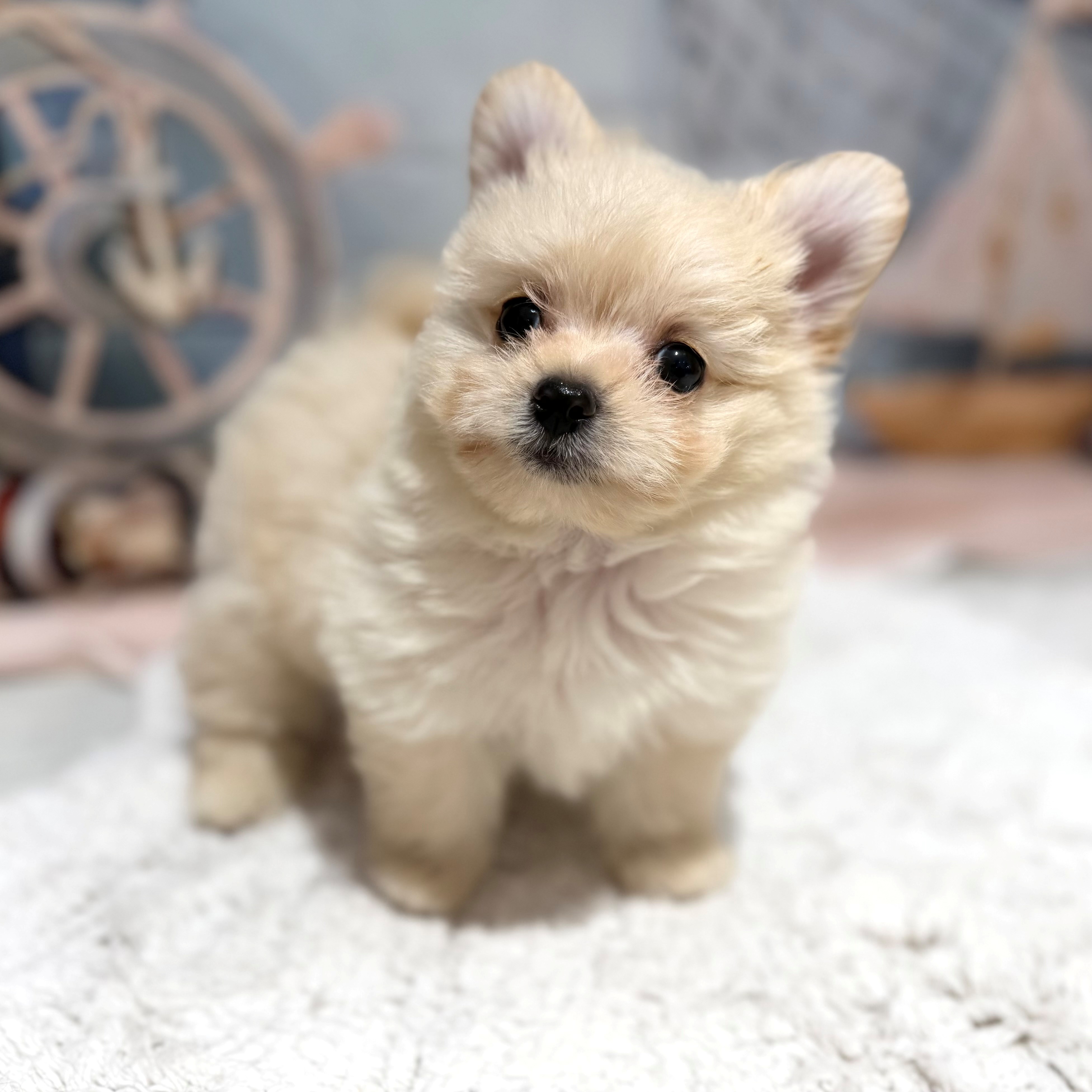 ハーフ犬女の子の写真
