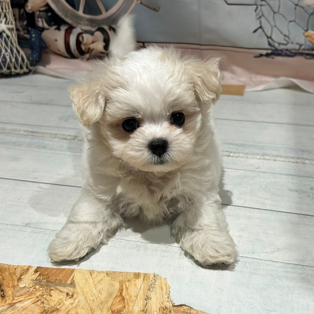 福岡県のハーフ犬・ミックス犬 (犬の家＆猫の里トリアス久山店/2026年7月18日生まれ/男の子/ホワイト)の子犬の3枚目の画像
