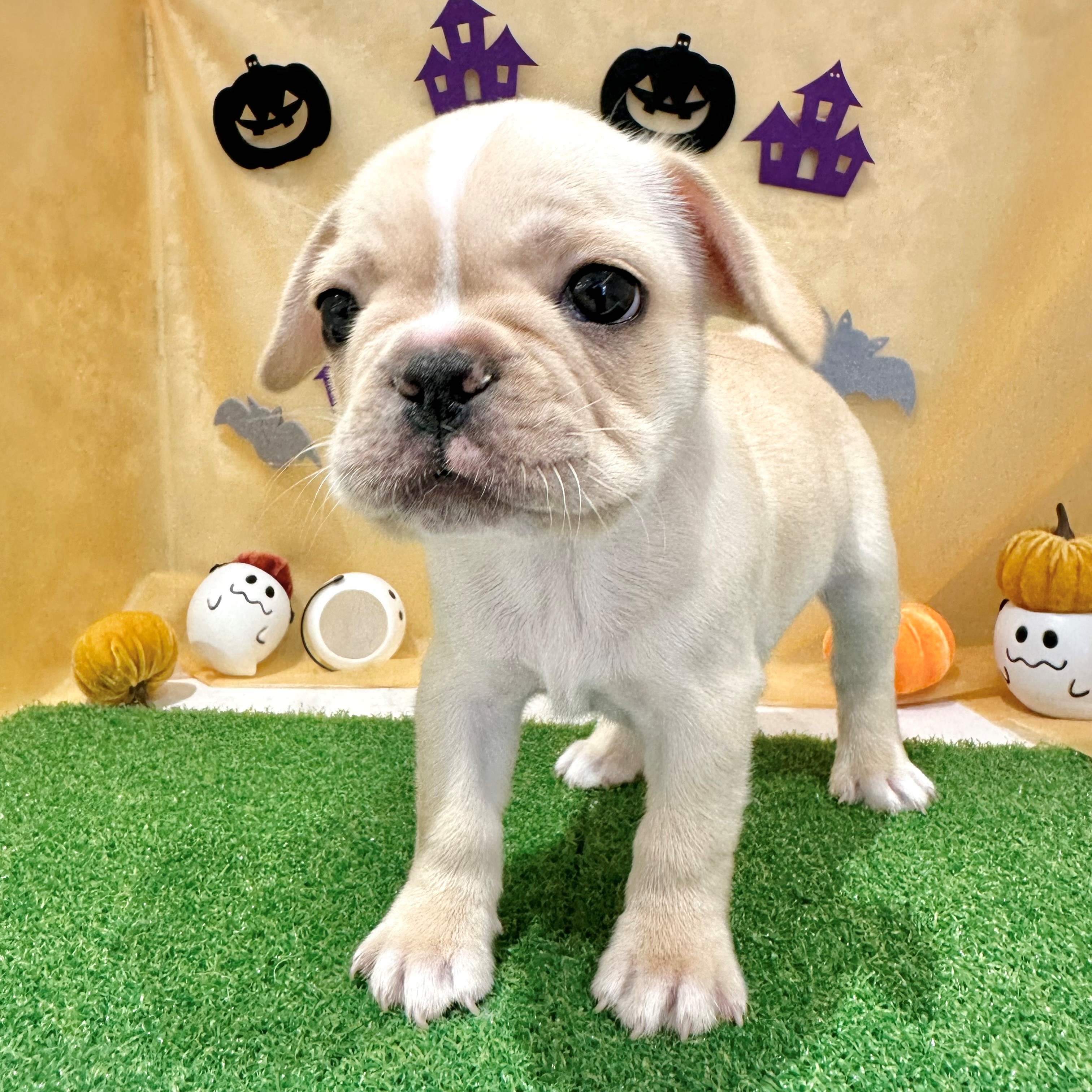 福岡県のフレンチブルドッグ (犬の家＆猫の里くりえいと宗像店/2026年7月21日生まれ/男の子/クリーム)の子犬の3枚目の画像