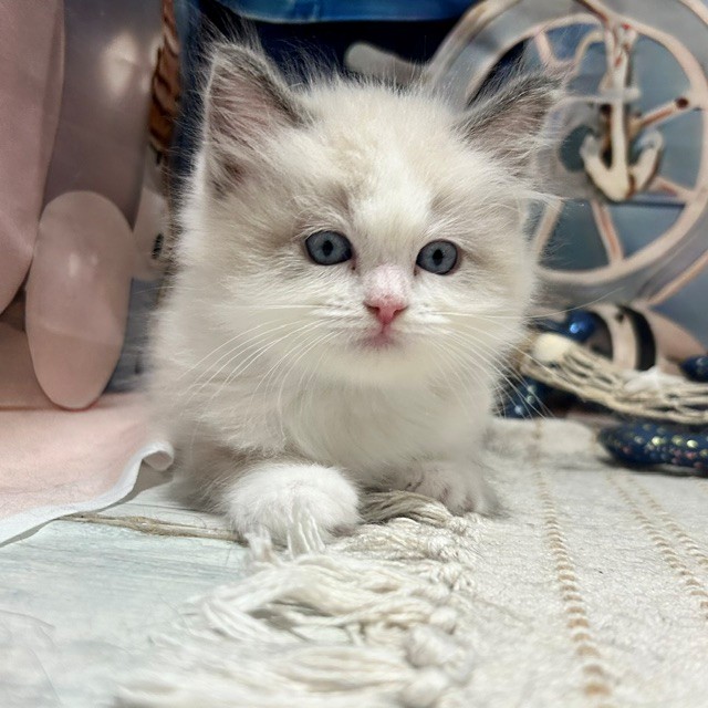 福岡県のラグドール (犬の家＆猫の里トリアス久山店/2026年7月19日生まれ/女の子/ブルーポイントバイカラー)の子猫の3枚目の画像