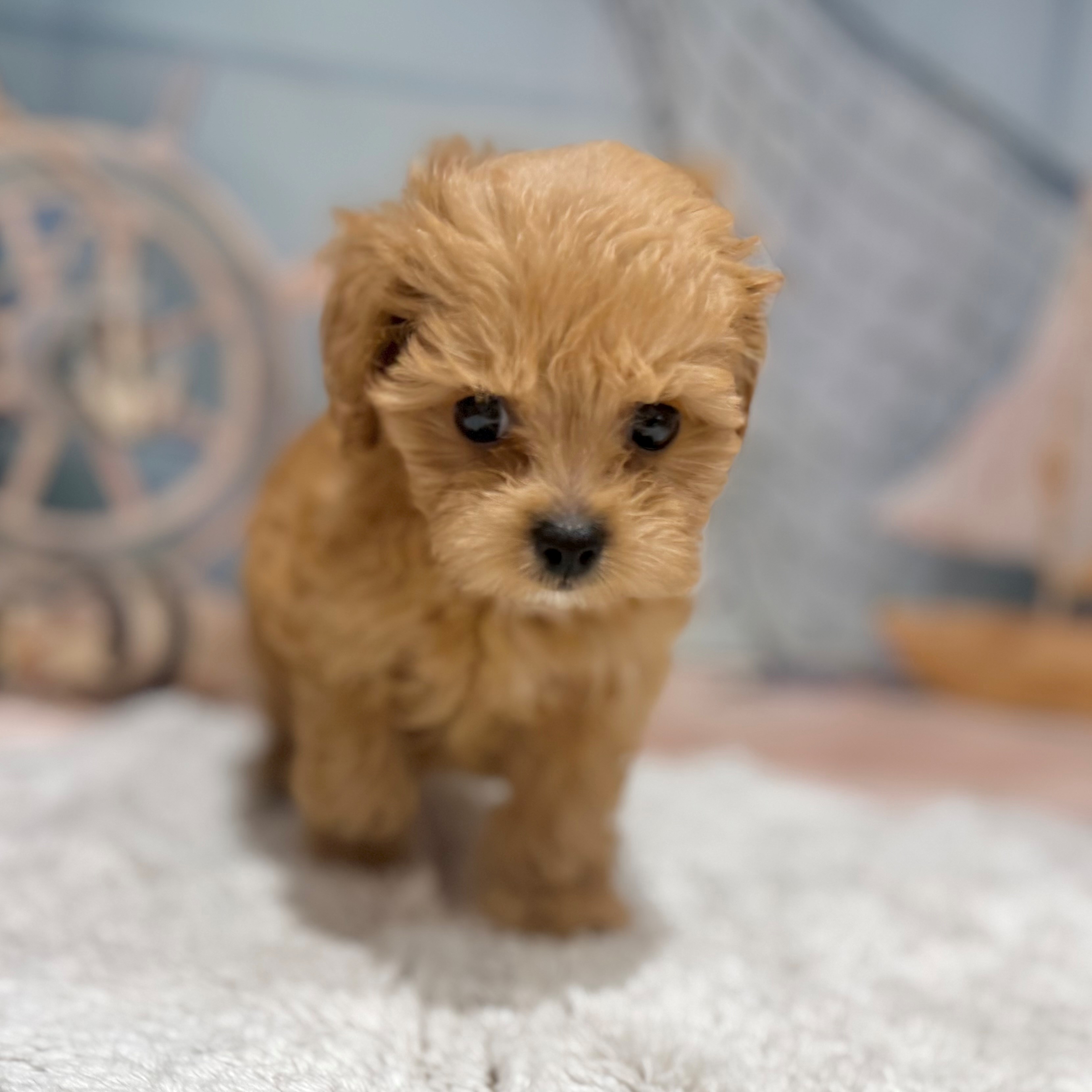 福岡県のペキプー(ペキニーズ×プードル) (犬の家＆猫の里トリアス久山店/2026年7月16日生まれ/女の子/アプリコット)の子犬の3枚目の画像