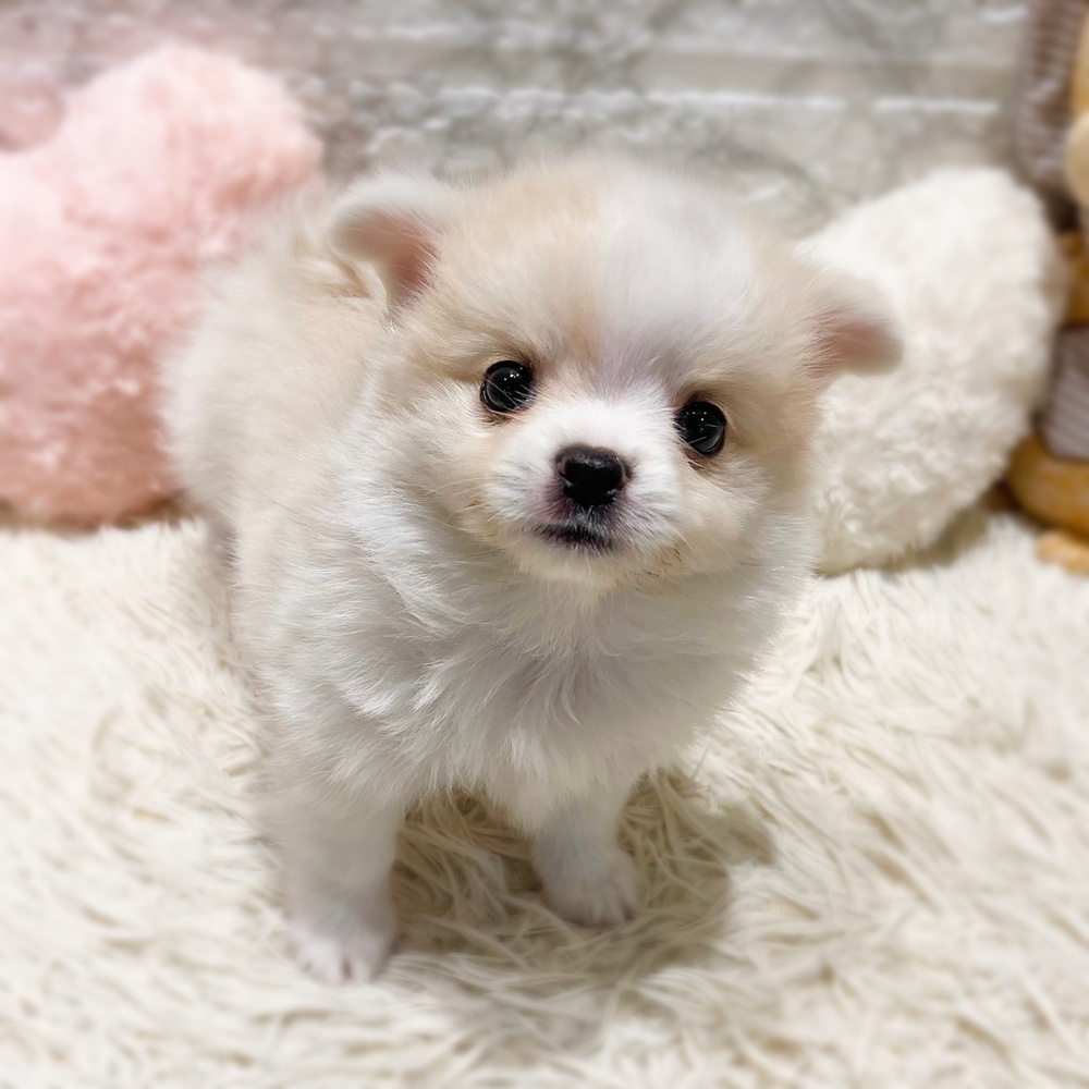 愛知県のポメチワ/チワポメ/ポメチー(ポメラニアン×チワワ) (犬の家＆猫の里MiO香久山店/2026年7月21日生まれ/女の子/クリームホワイト)の子犬の3枚目の画像