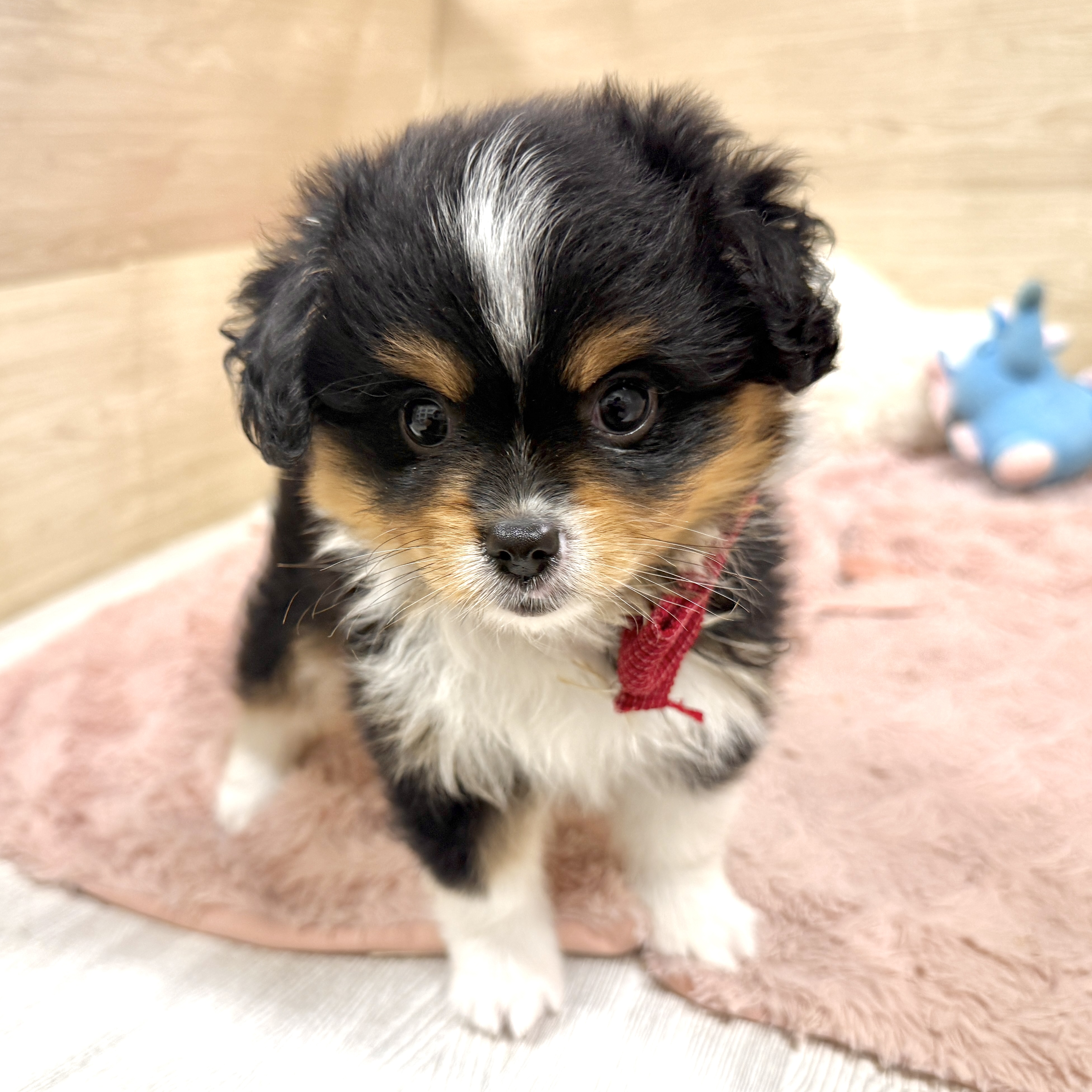 大阪府のハーフ犬・ミックス犬 (犬の家＆猫の里そよら東岸和田店/2026年7月21日生まれ/女の子/ブラックタンホワイト)の子犬の1枚目の画像
