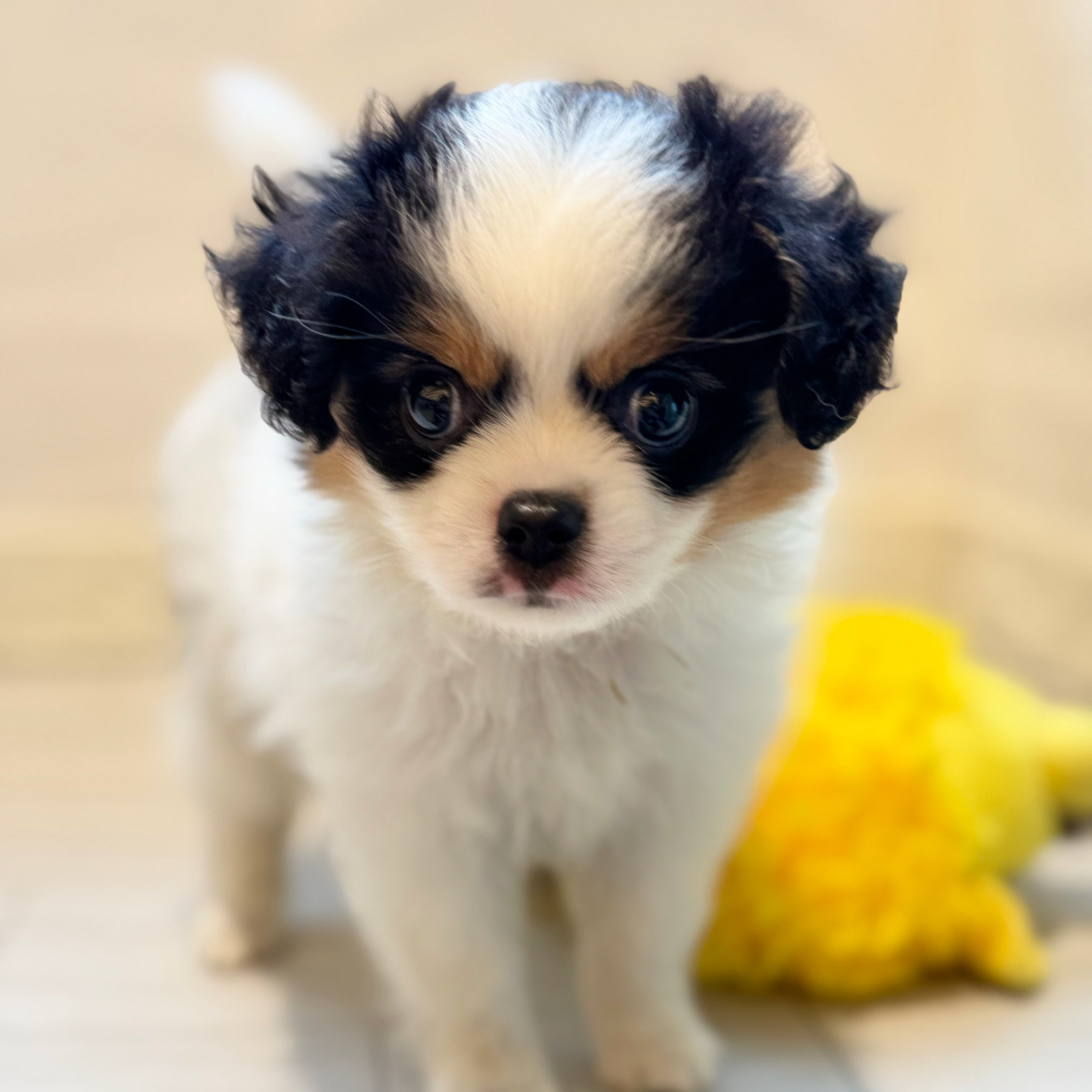 ハーフ犬女の子の写真
