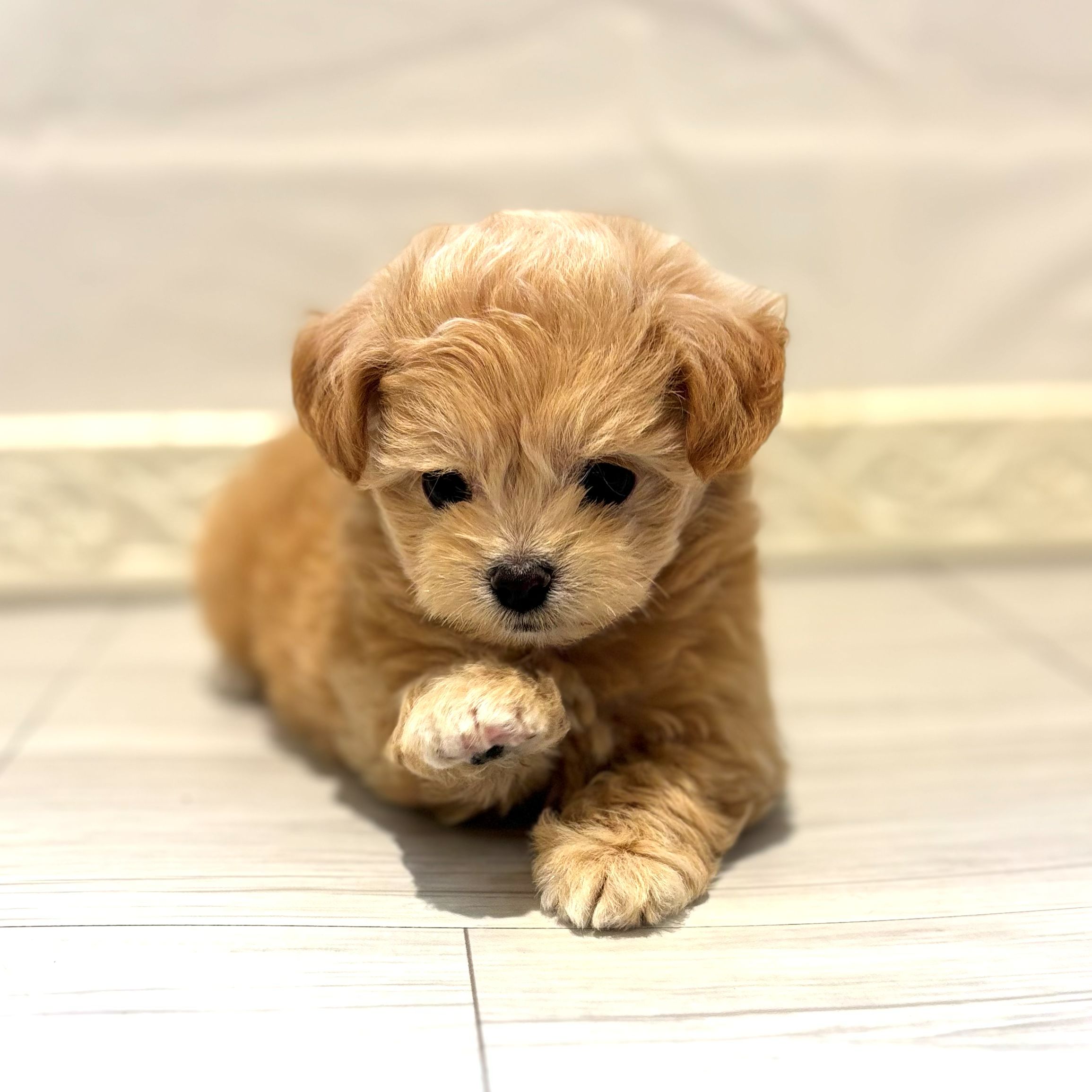 愛知県のチワプー/プーチー(チワワ×プードル) (犬の家＆猫の里春日井本店/2026年7月21日生まれ/女の子/アプリコットホワイト)の子犬の3枚目の画像