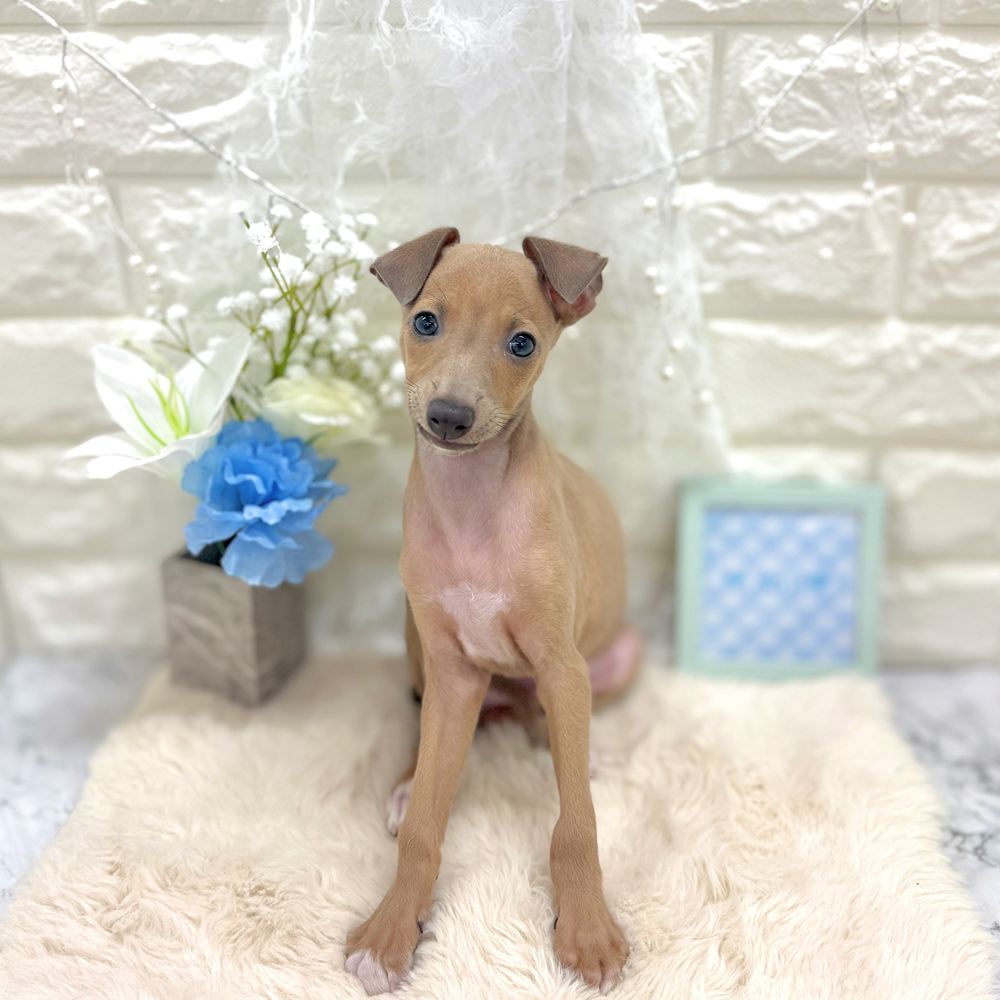 福井県のイタリアングレーハウンド (犬の家＆猫の里アミーゴ福井大和田店/2026年7月19日生まれ/男の子/フォーン、ホワイトマーキング)の子犬の3枚目の画像