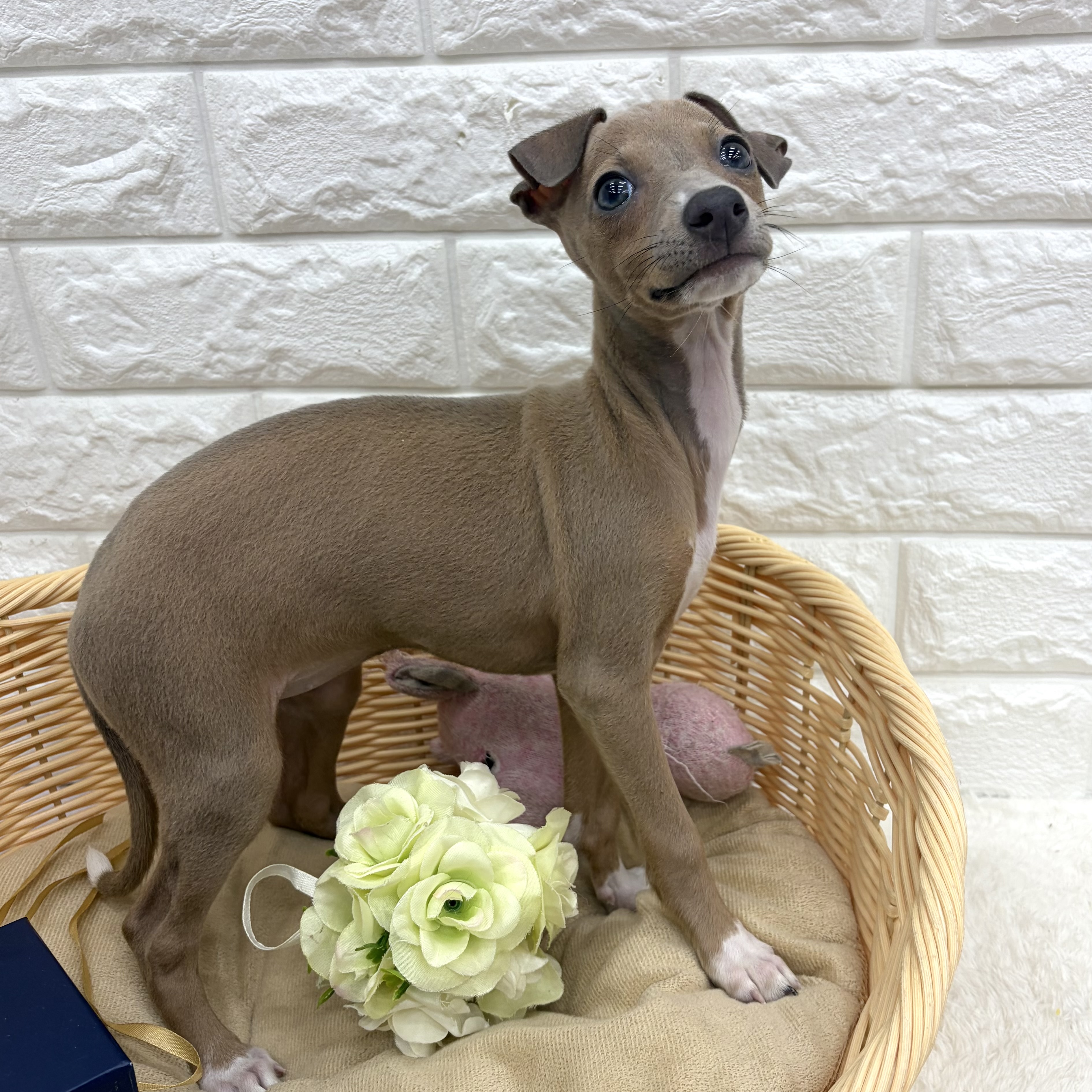 愛知県のイタリアングレーハウンド (犬の家＆猫の里MEGAドン・キホーテ東海名和店/2026年7月19日生まれ/女の子/フォーン、ホワイトマーキング)の子犬の3枚目の画像