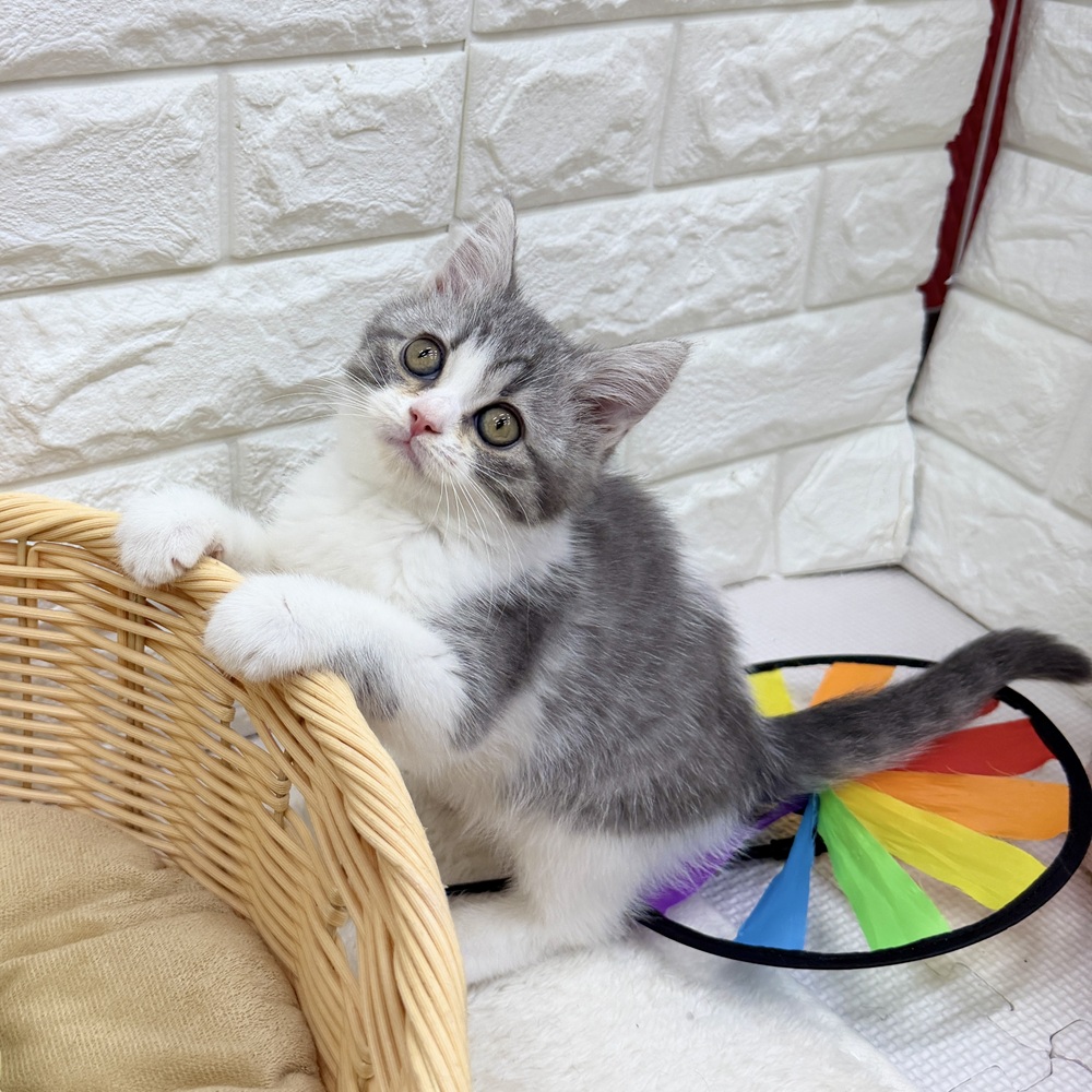愛知県のスコティッシュフォールド (犬の家＆猫の里MEGAドン・キホーテ東海名和店/2026年7月11日生まれ/女の子/ブルータビーホワイト)の子猫の3枚目の画像