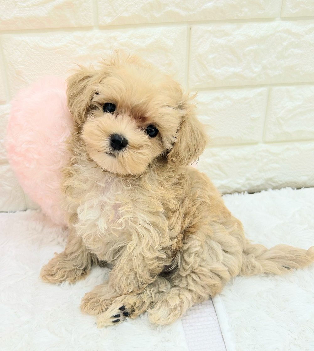 愛知県のマルプー(マルチーズ×プードル) (犬の家＆猫の里アミーゴ神の倉店/2026年7月18日生まれ/男の子/クリーム)の子犬の1枚目の画像