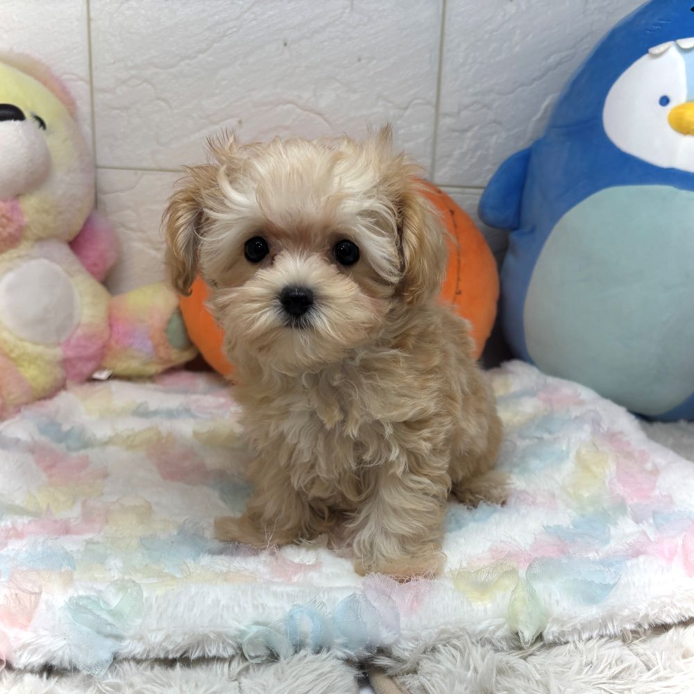 兵庫県のマルプー(マルチーズ×プードル) (犬の家＆猫の里ゆめタウン姫路店/2026年7月18日生まれ/男の子/クリーム)の子犬の3枚目の画像