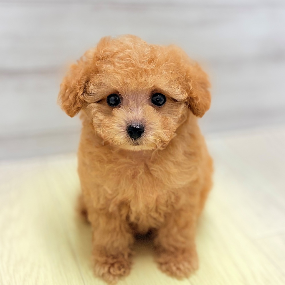 愛知県のトイプードル(ティーカップ) (犬の家＆猫の里春日井本店/2026年7月20日生まれ/男の子/オレンジフォーン)の子犬の3枚目の画像