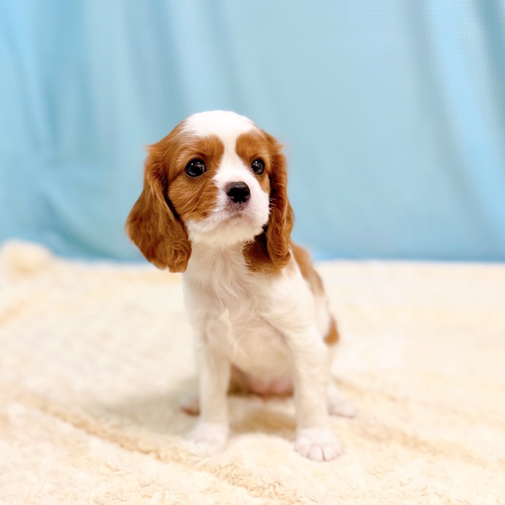 愛知県のキャバリアキングチャールズスパニエル (犬の家＆猫の里一宮店/2026年7月21日生まれ/女の子/ブレンハイム)の子犬の3枚目の画像
