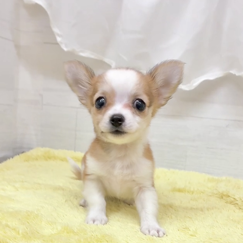 愛知県のチワワ(ロング) (犬の家＆猫の里碧南店/2026年7月19日生まれ/女の子/レッドホワイト)の子犬の3枚目の画像