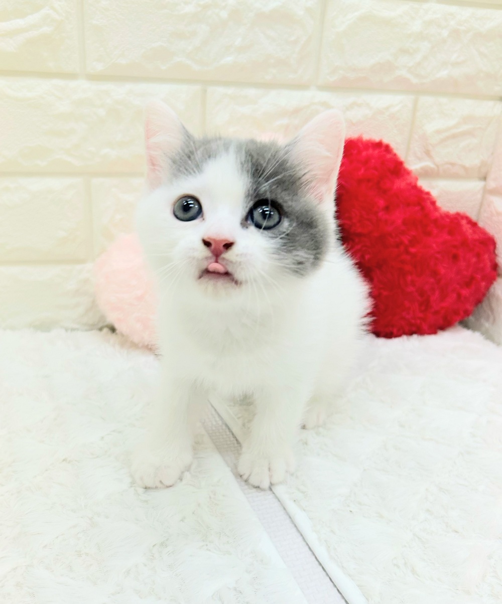 愛知県のブリティッシュショートヘアー (犬の家＆猫の里アミーゴ神の倉店/2026年7月20日生まれ/男の子/ブルーホワイト)の子猫の3枚目の画像