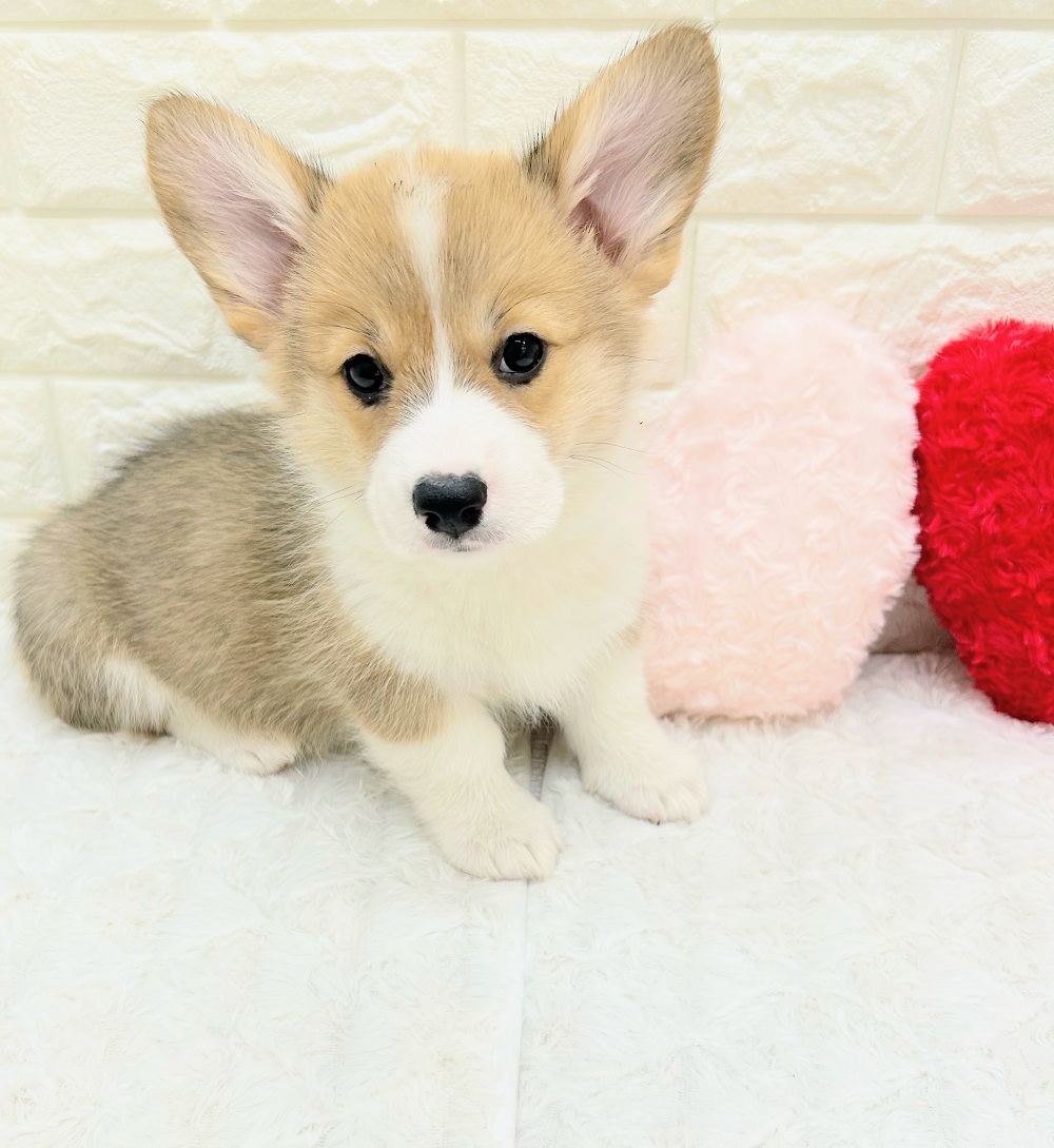 愛知県のウェルシュコーギーペンブローク (犬の家＆猫の里アミーゴ神の倉店/2026年7月22日生まれ/女の子/セーブルホワイト)の子犬の3枚目の画像