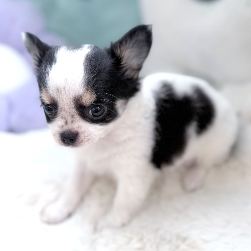 愛知県のチワワ(ロング) (犬の家＆猫の里愛知刈谷店/2026年7月18日生まれ/女の子/ホワイトブラックタン)の子犬の3枚目の画像