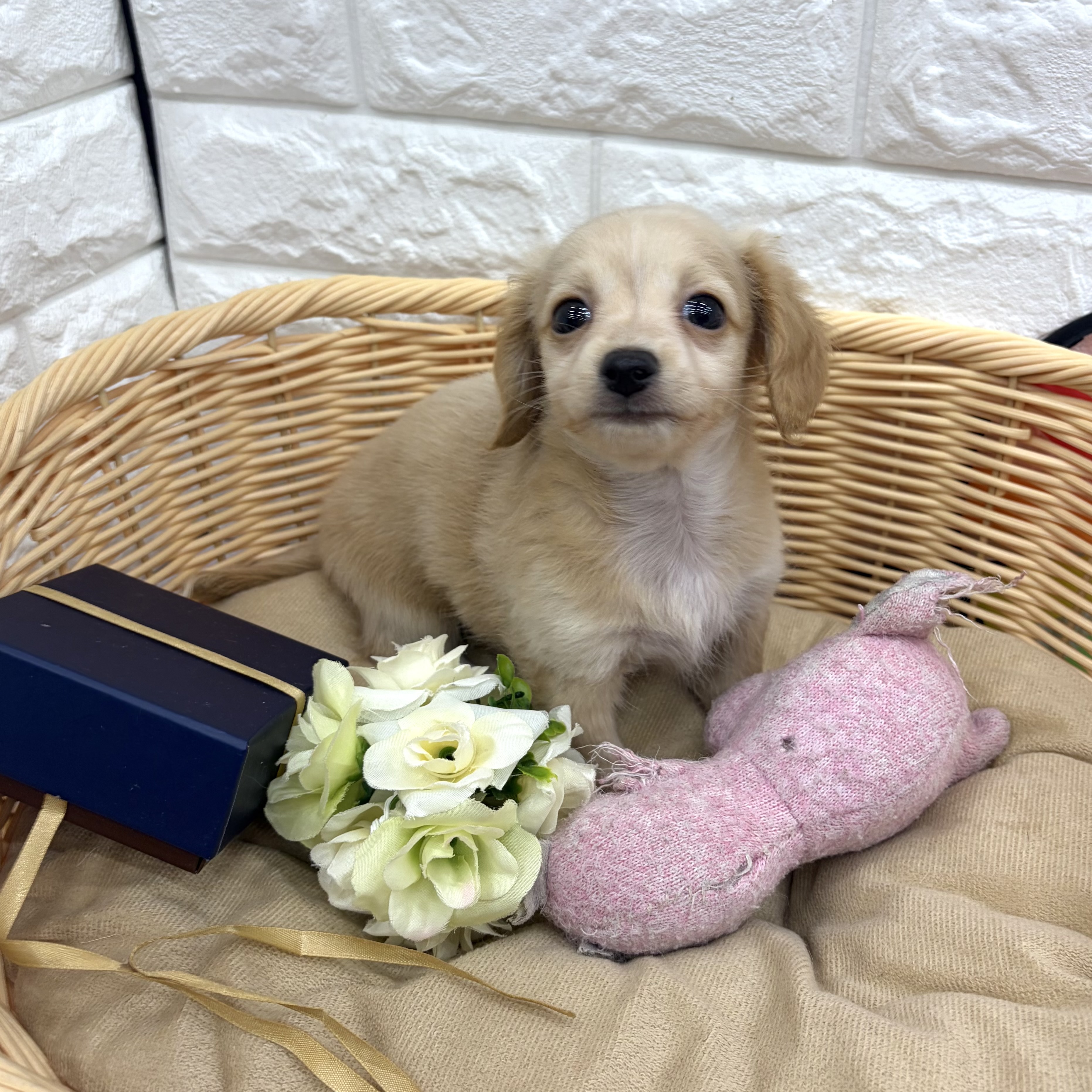 愛知県のチワックス(チワワ×ダックス) (犬の家＆猫の里MEGAドン・キホーテ東海名和店/2026年7月20日生まれ/男の子/クリーム)の子犬の3枚目の画像