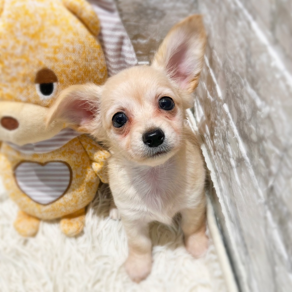 愛知県のチワックス(チワワ×ダックス) (犬の家＆猫の里MiO香久山店/2026年7月20日生まれ/女の子/クリーム)の子犬の3枚目の画像
