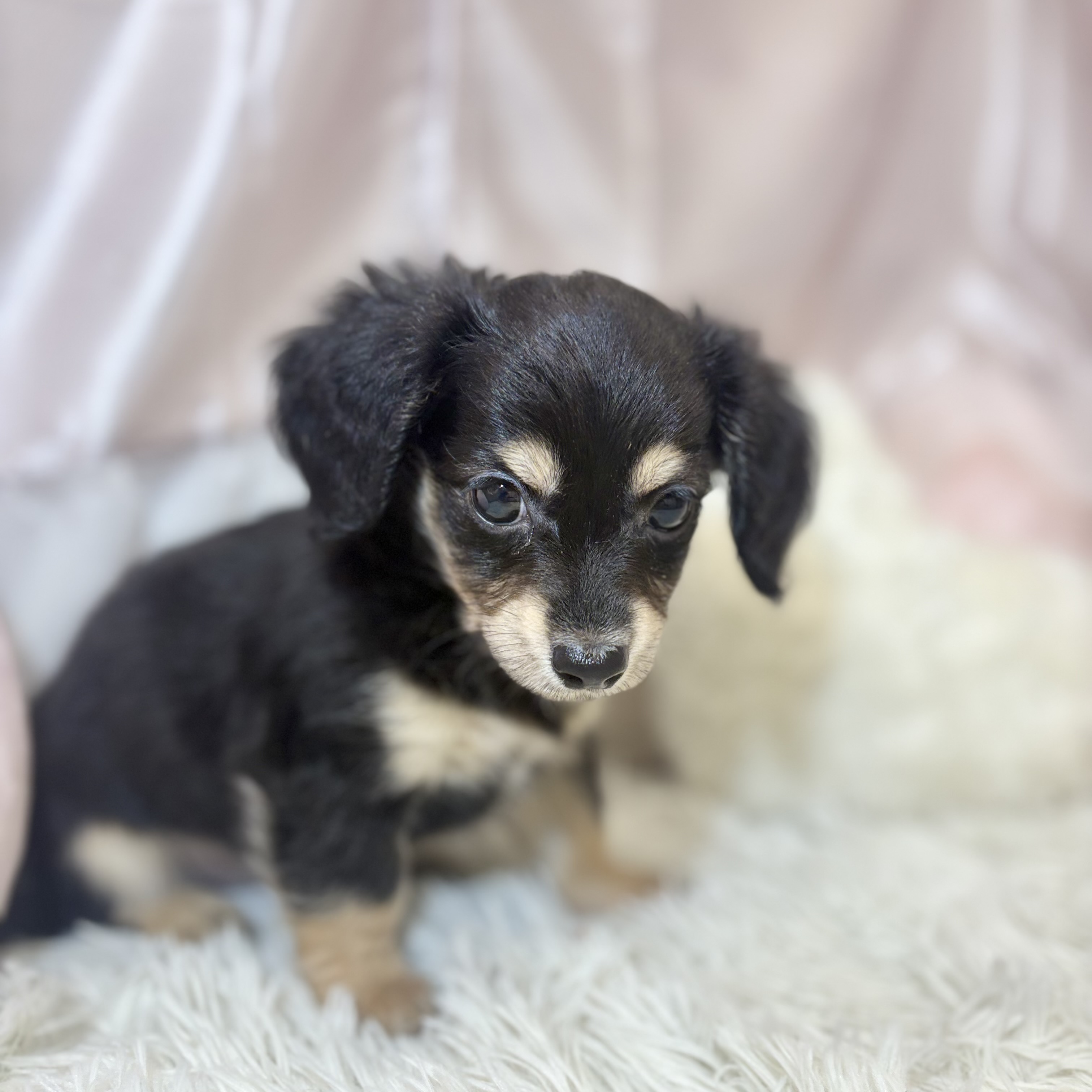 兵庫県のチワックス(チワワ×ダックス) (犬の家＆猫の里カナート西神戸店/2026年7月20日生まれ/男の子/ブラックタン)の子犬の3枚目の画像