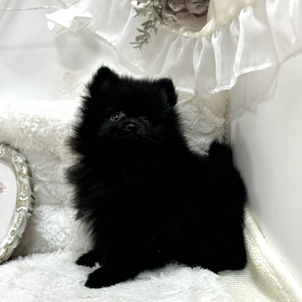 岐阜県のポメラニアン (犬の家＆猫の里カラフルタウン岐阜店/2026年7月21日生まれ/男の子/ブラック)の子犬の3枚目の画像