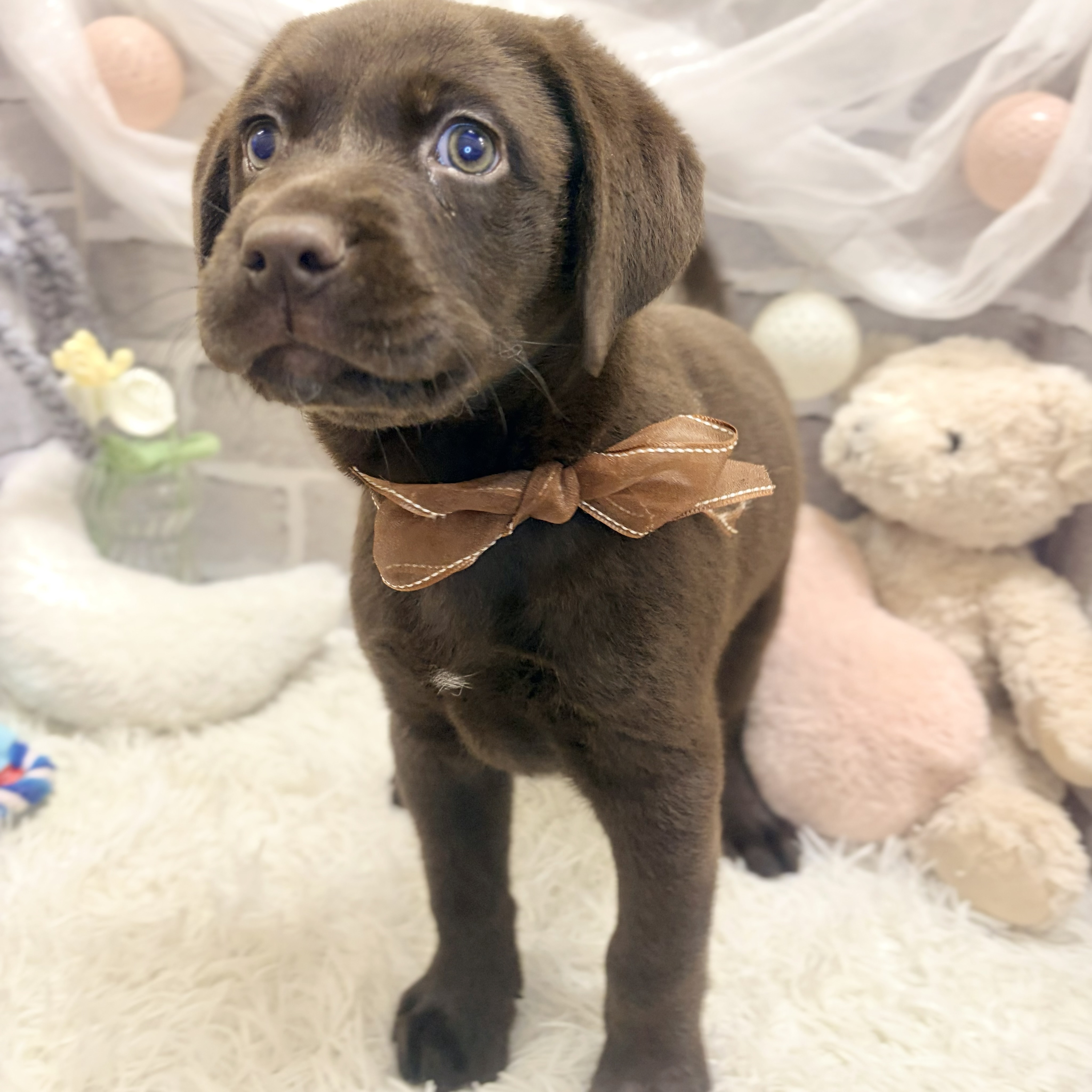 兵庫県のラブラドールレトリーバー (犬の家＆猫の里神戸店/2026年7月21日生まれ/女の子/チョコレート)の子犬の3枚目の画像