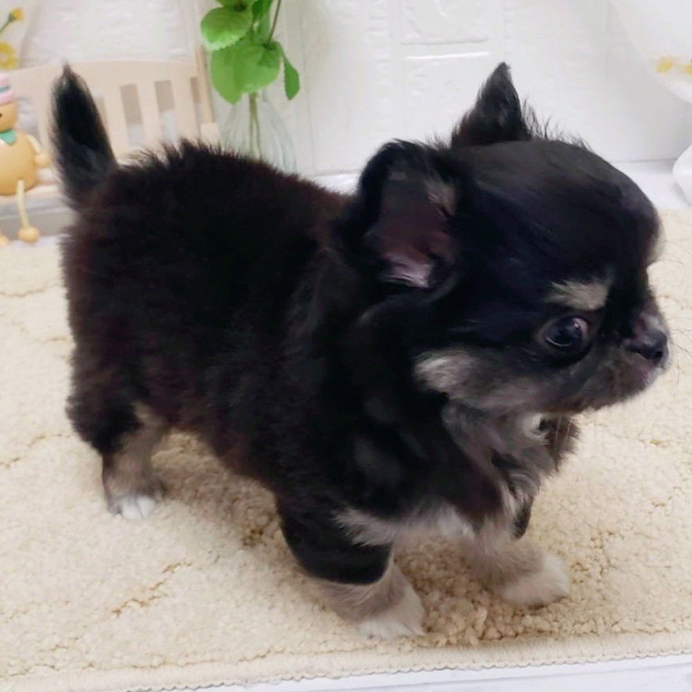 岡山県のチワワ(ロング) (犬の家＆猫の里岡山店/2026年7月20日生まれ/男の子/ブラッククリームホワイト)の子犬の3枚目の画像