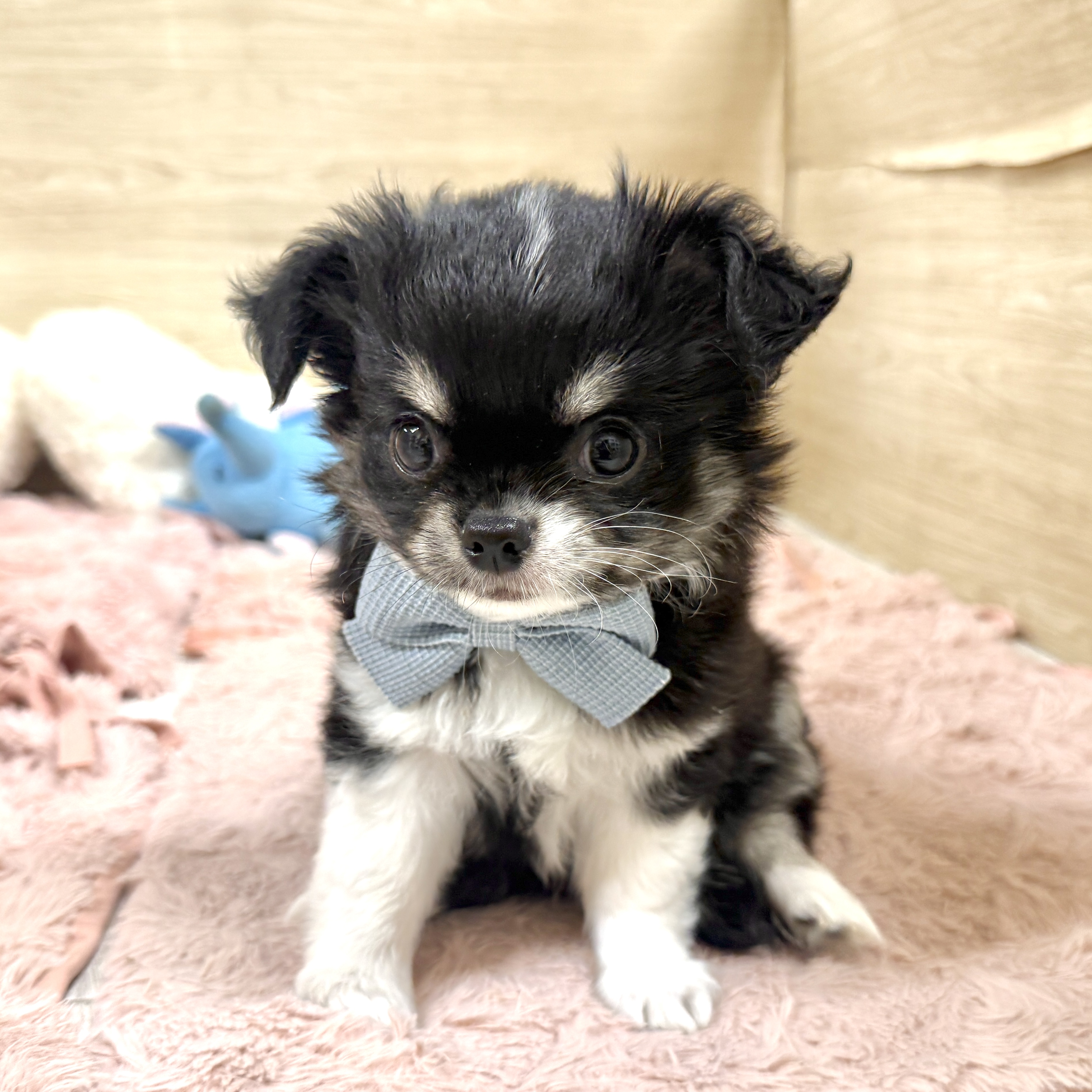 大阪府のチワワ(ロング) (犬の家＆猫の里そよら東岸和田店/2026年7月20日生まれ/男の子/ブラッククリームホワイト)の子犬の1枚目の画像