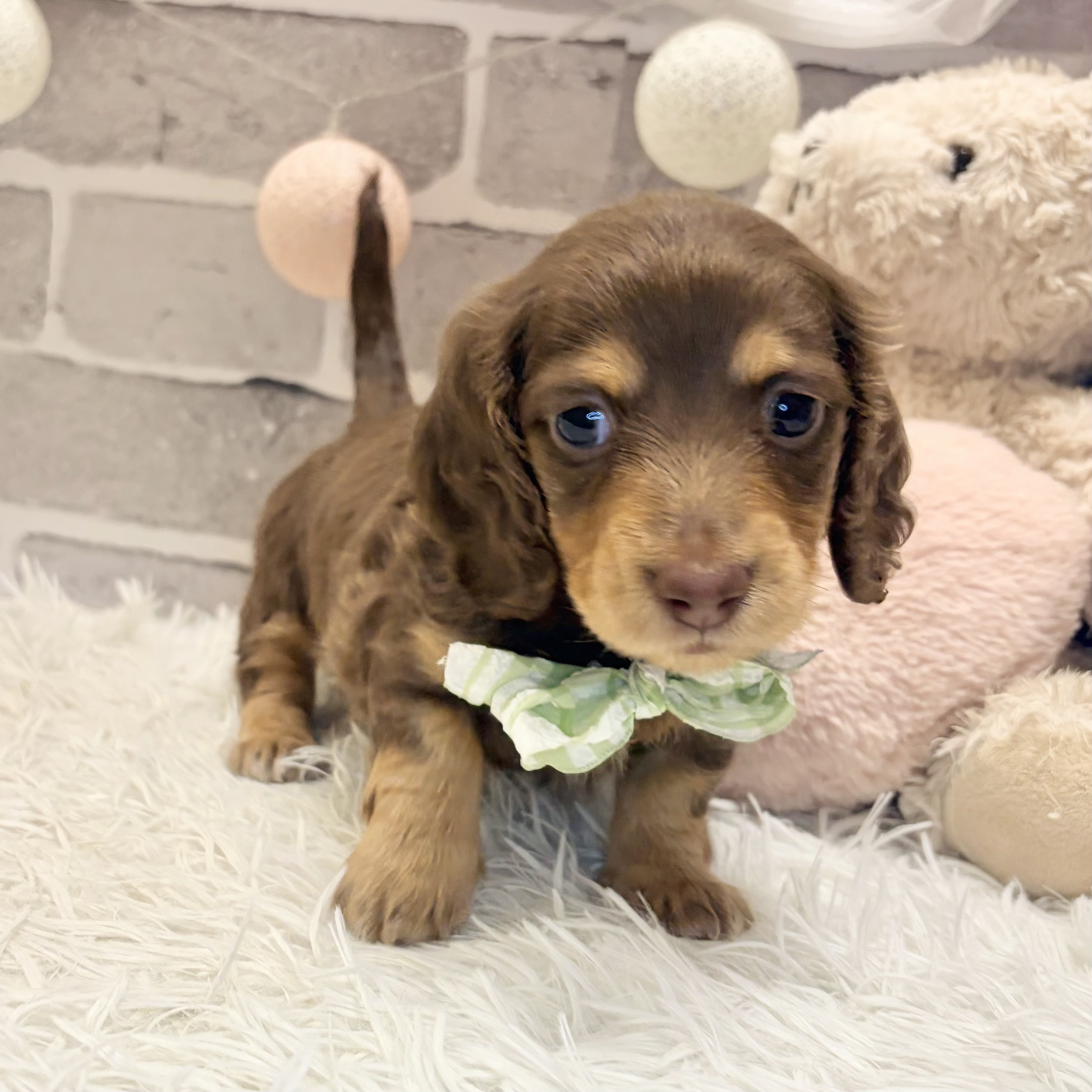 兵庫県のミニチュアダックスフンド(ロング) (犬の家＆猫の里神戸店/2026年7月20日生まれ/男の子/ブラウンタン)の子犬の3枚目の画像