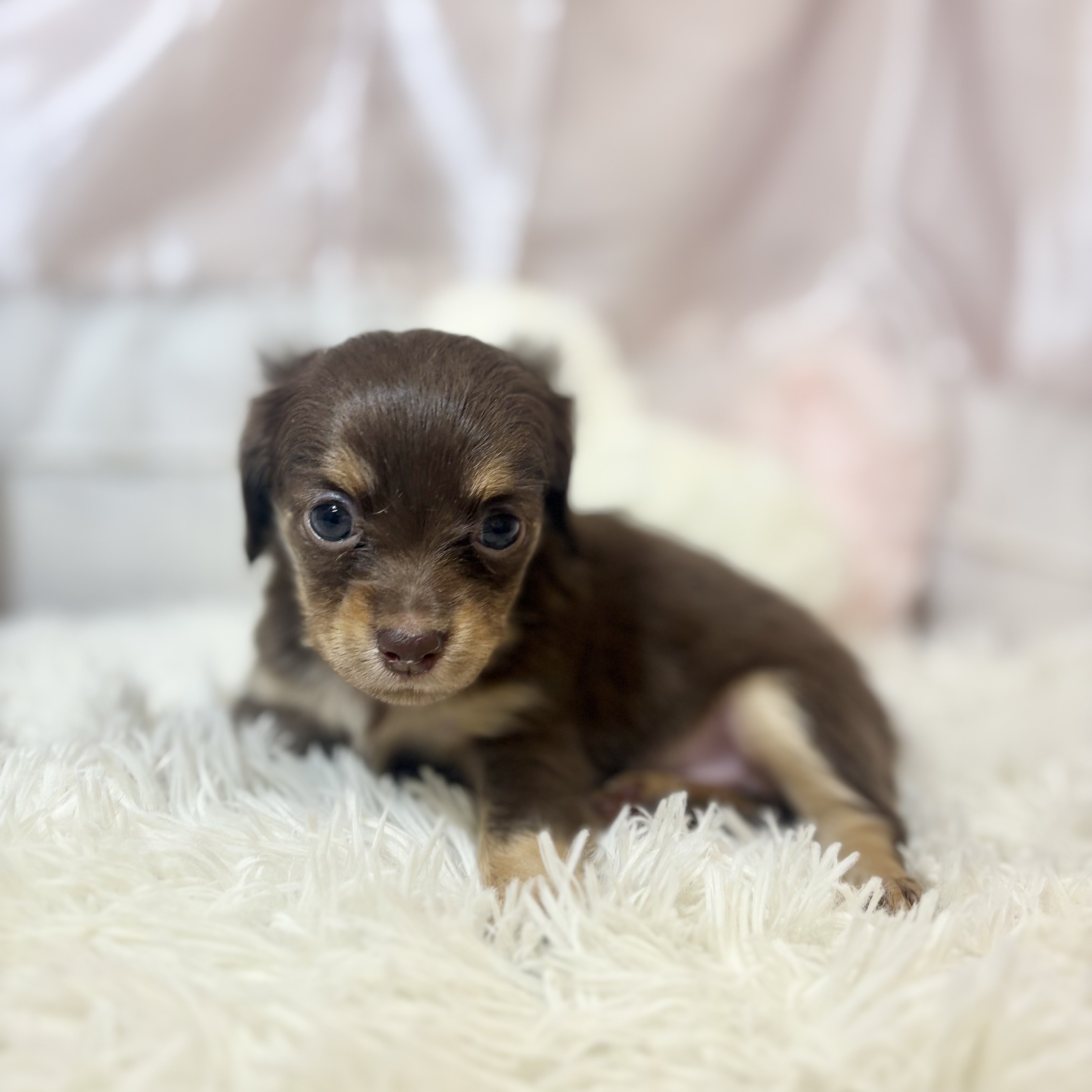 兵庫県のチワックス(チワワ×ダックス) (犬の家＆猫の里カナート西神戸店/2026年7月23日生まれ/女の子/チョコレートタン)の子犬の3枚目の画像