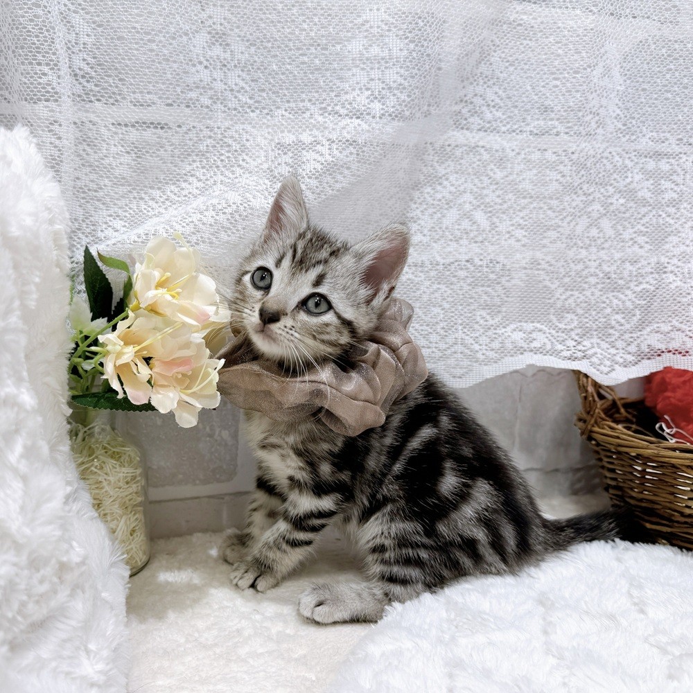 滋賀県のアメリカンショートヘアー (犬の家＆猫の里長浜店/2026年7月23日生まれ/男の子/シルバータビー)の子猫の3枚目の画像