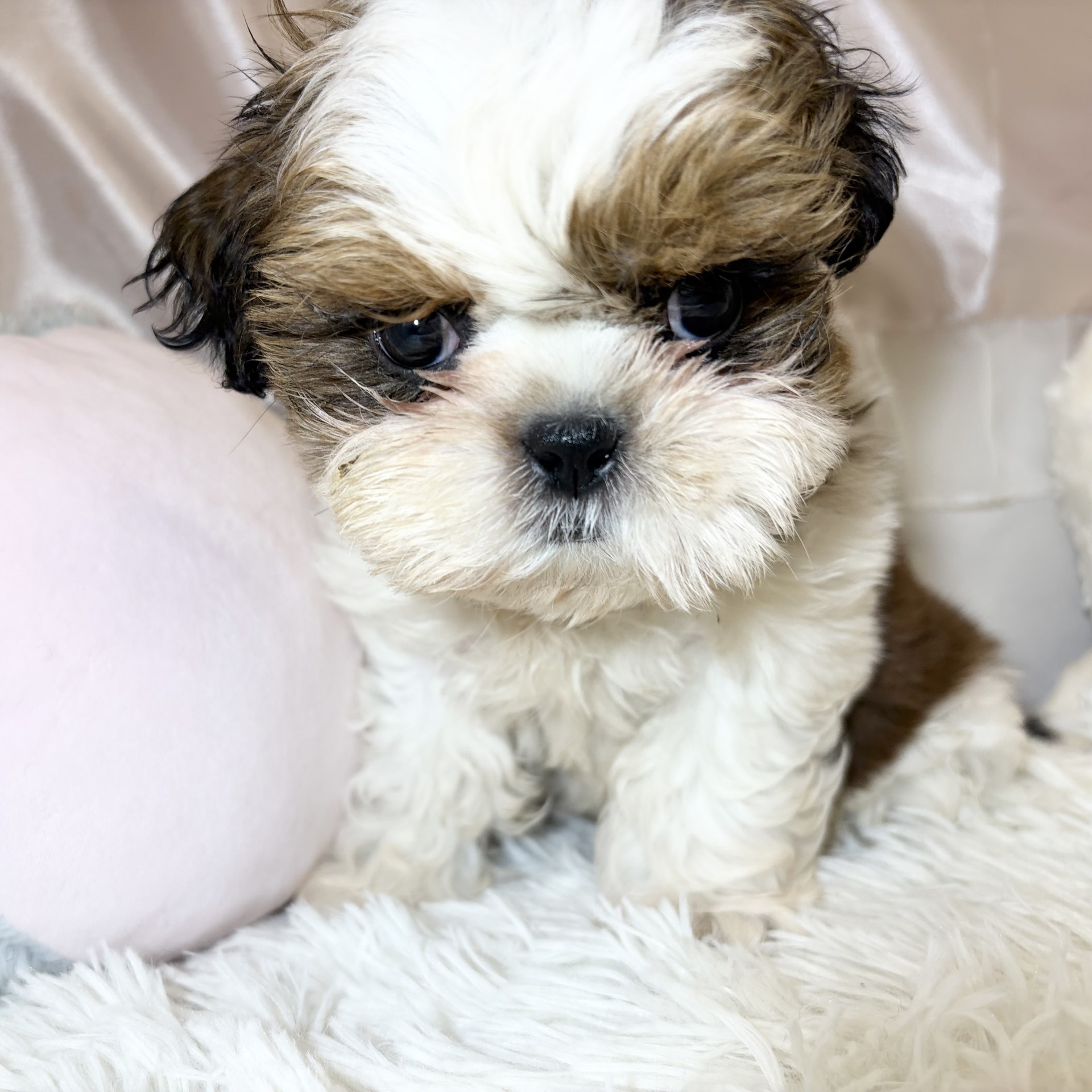 兵庫県のシーズー (犬の家＆猫の里カナート西神戸店/2026年7月23日生まれ/男の子/ゴールドホワイト)の子犬の3枚目の画像