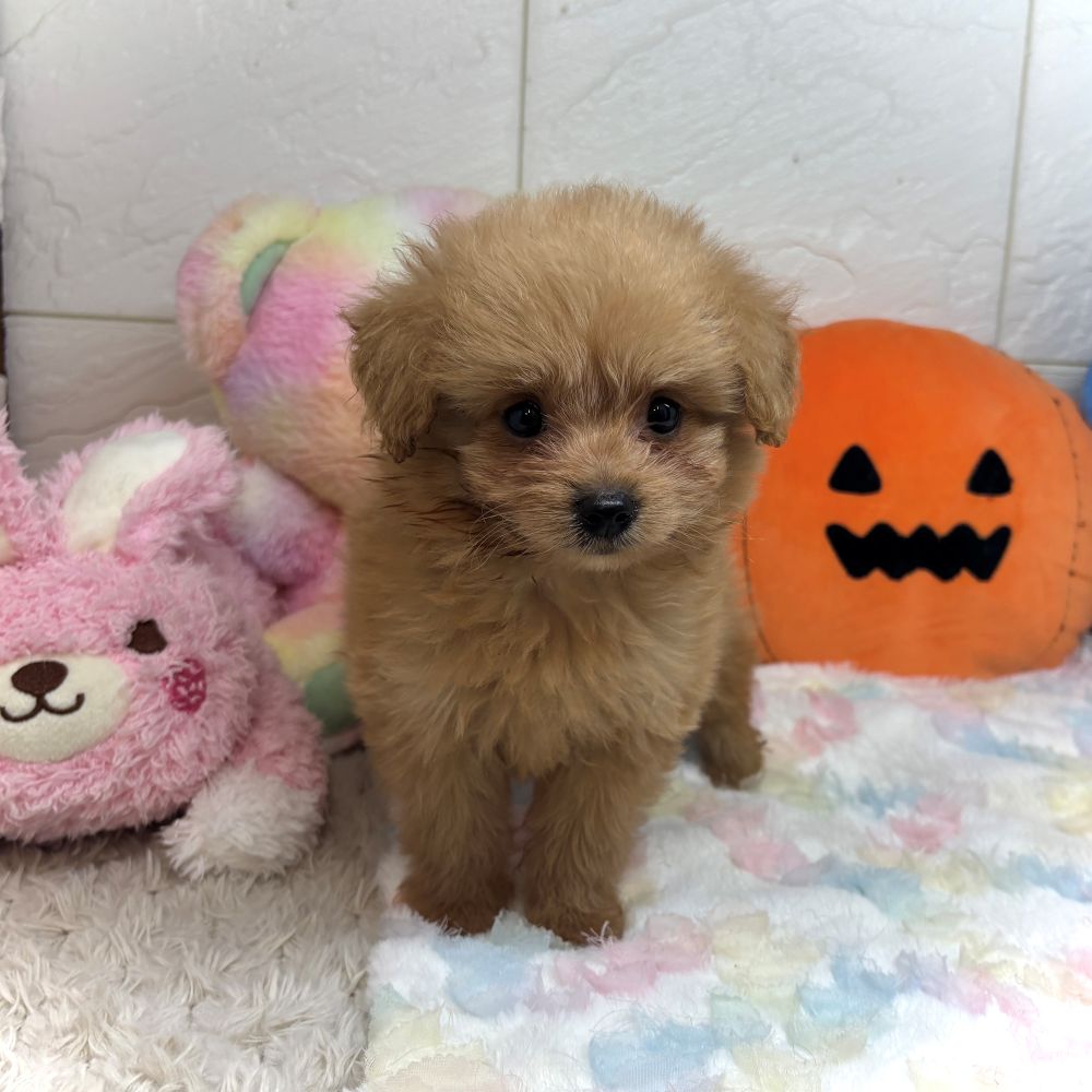 兵庫県のポメプー(ポメラニアン×プードル) (犬の家＆猫の里ゆめタウン姫路店/2026年7月22日生まれ/男の子/クリーム)の子犬の3枚目の画像