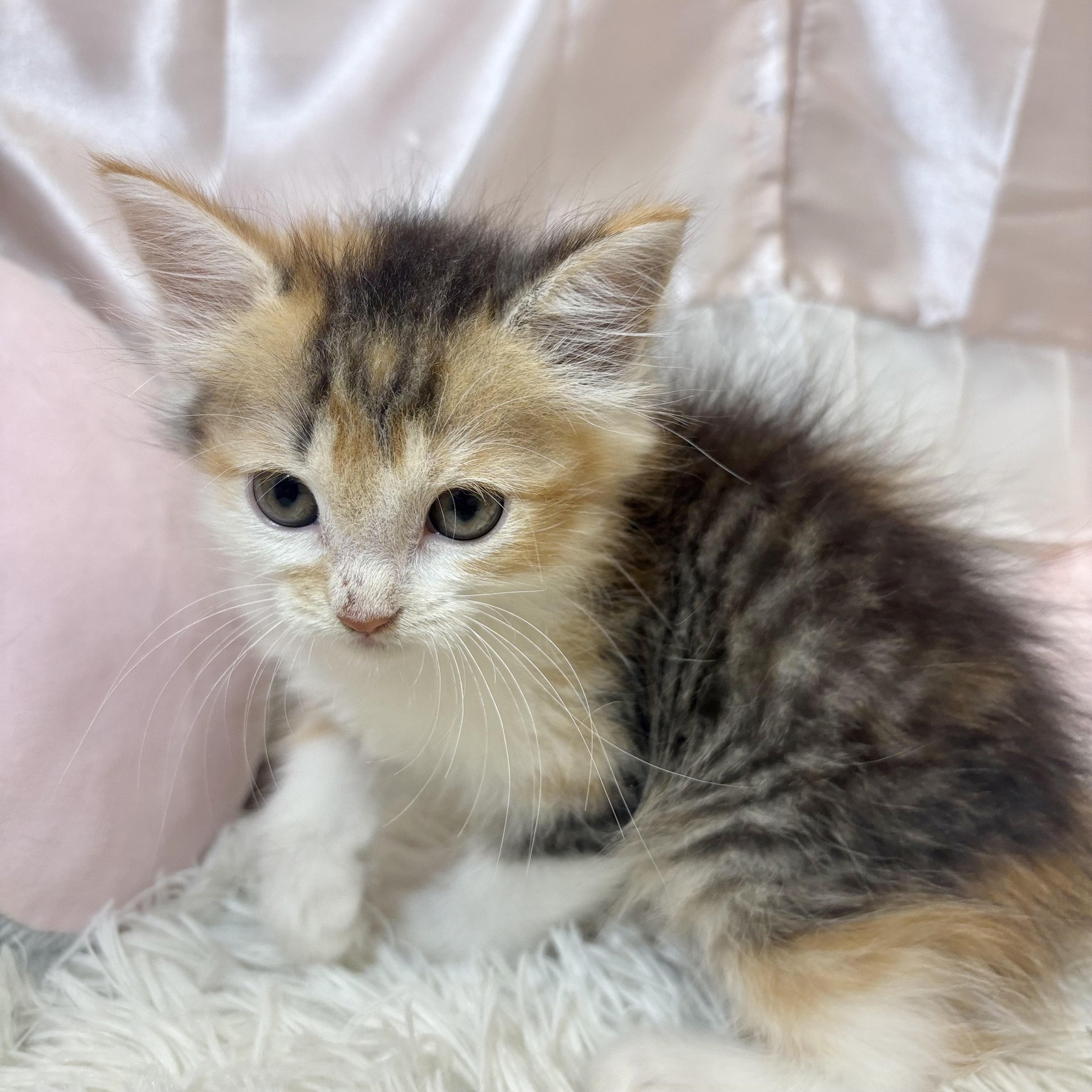 兵庫県のサイベリアン (犬の家＆猫の里カナート西神戸店/2026年7月17日生まれ/女の子/ブラウンパッチドタビーホワイト)の子猫の3枚目の画像