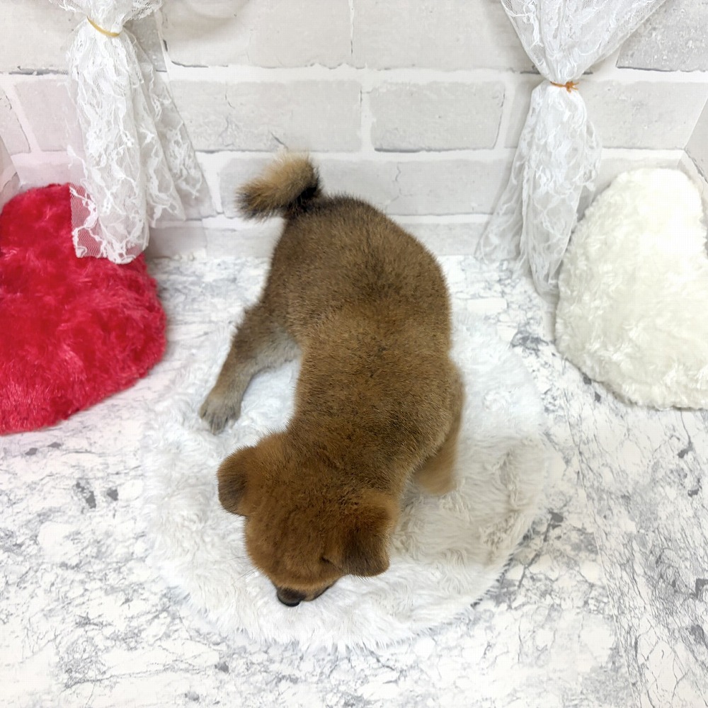 京都府の柴犬(標準サイズ) (犬の家＆猫の里京都精華店/2026年7月23日生まれ/男の子/赤)の子犬の3枚目の画像