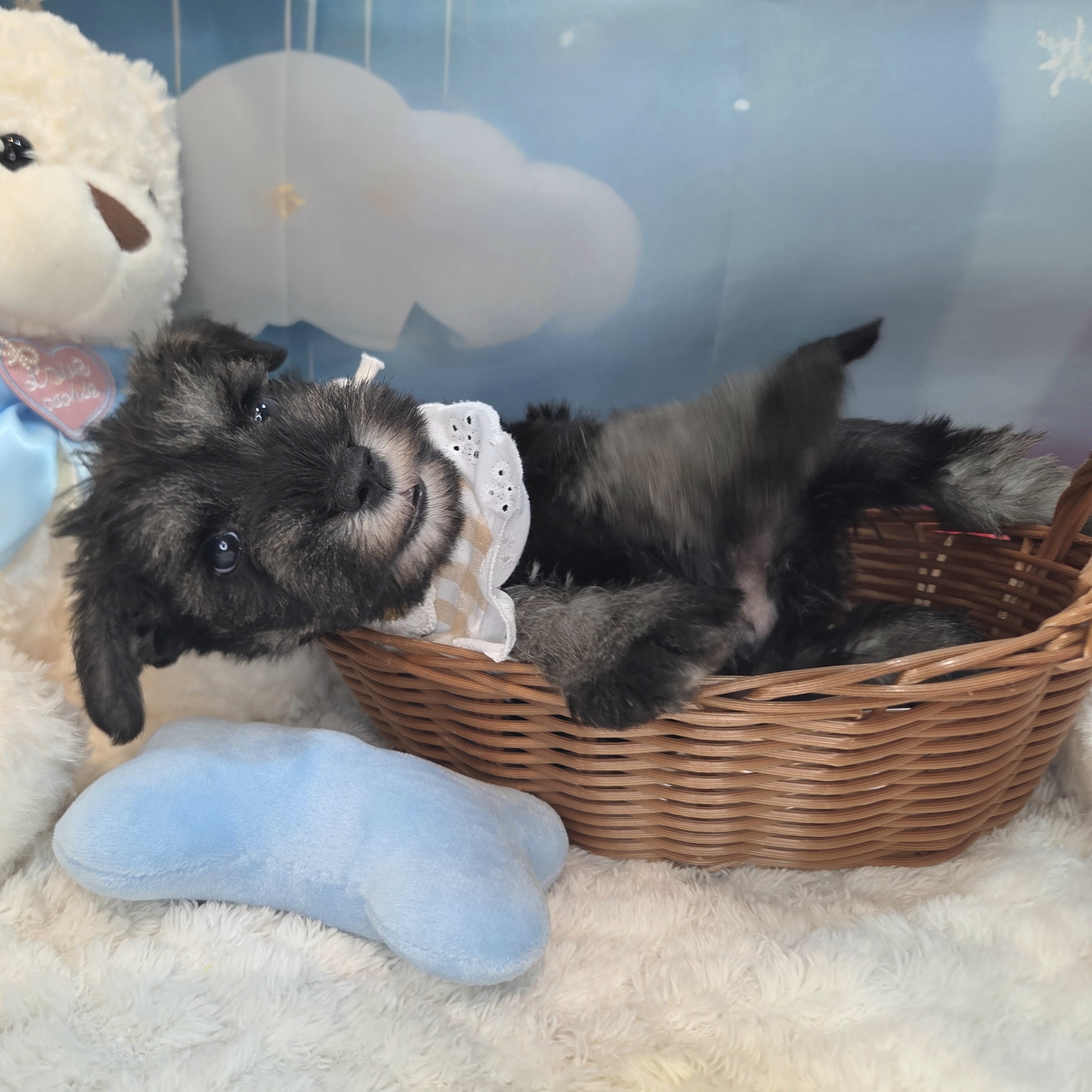 長野県のミニチュアシュナウザー (犬の家＆猫の里カインズ梓川店/2026年7月17日生まれ/男の子/ソルトペッパー)の子犬の3枚目の画像