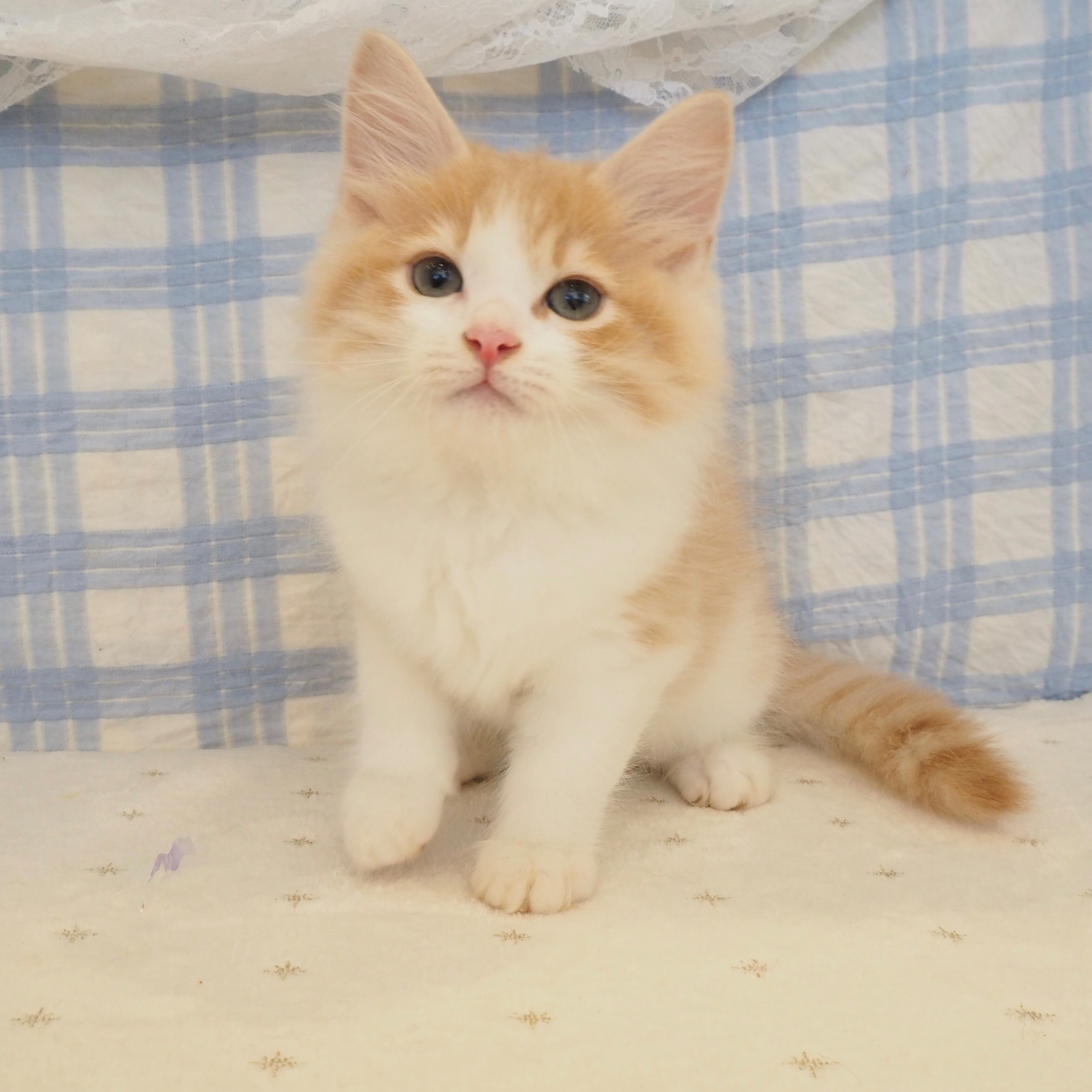 大阪府のサイベリアン (犬の家＆猫の里もりのみやキューズモールBASE店/2026年7月22日生まれ/男の子/クリームタビーホワイト)の子猫の3枚目の画像