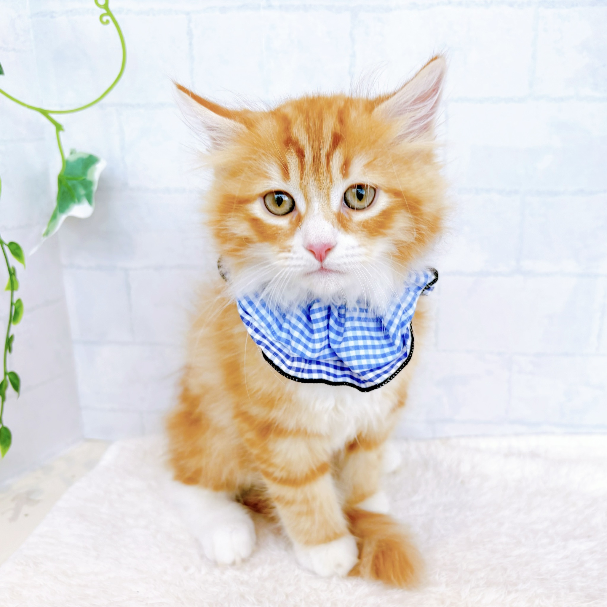 石川県のサイベリアン (犬の家＆猫の里金沢店/2026年7月22日生まれ/男の子/レッドタビーホワイト)の子猫の3枚目の画像