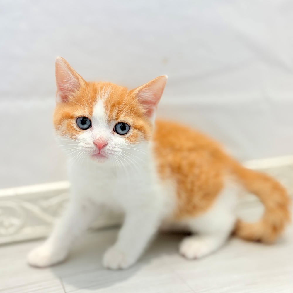 愛知県のブリティッシュショートヘアー (犬の家＆猫の里春日井本店/2026年7月25日生まれ/男の子/レッドタビーホワイト)の子猫の3枚目の画像