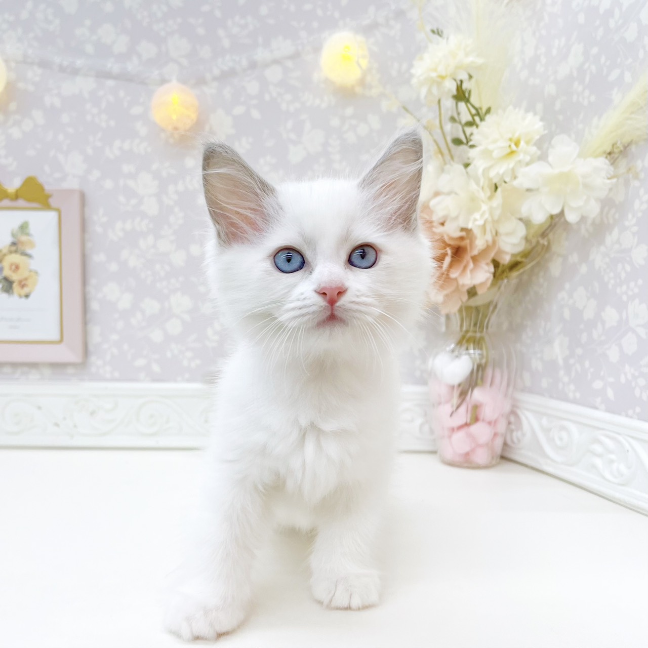富山県のラグドール (犬の家＆猫の里富山店/2026年7月25日生まれ/女の子/ブルーポイントバイカラー)の子猫の3枚目の画像