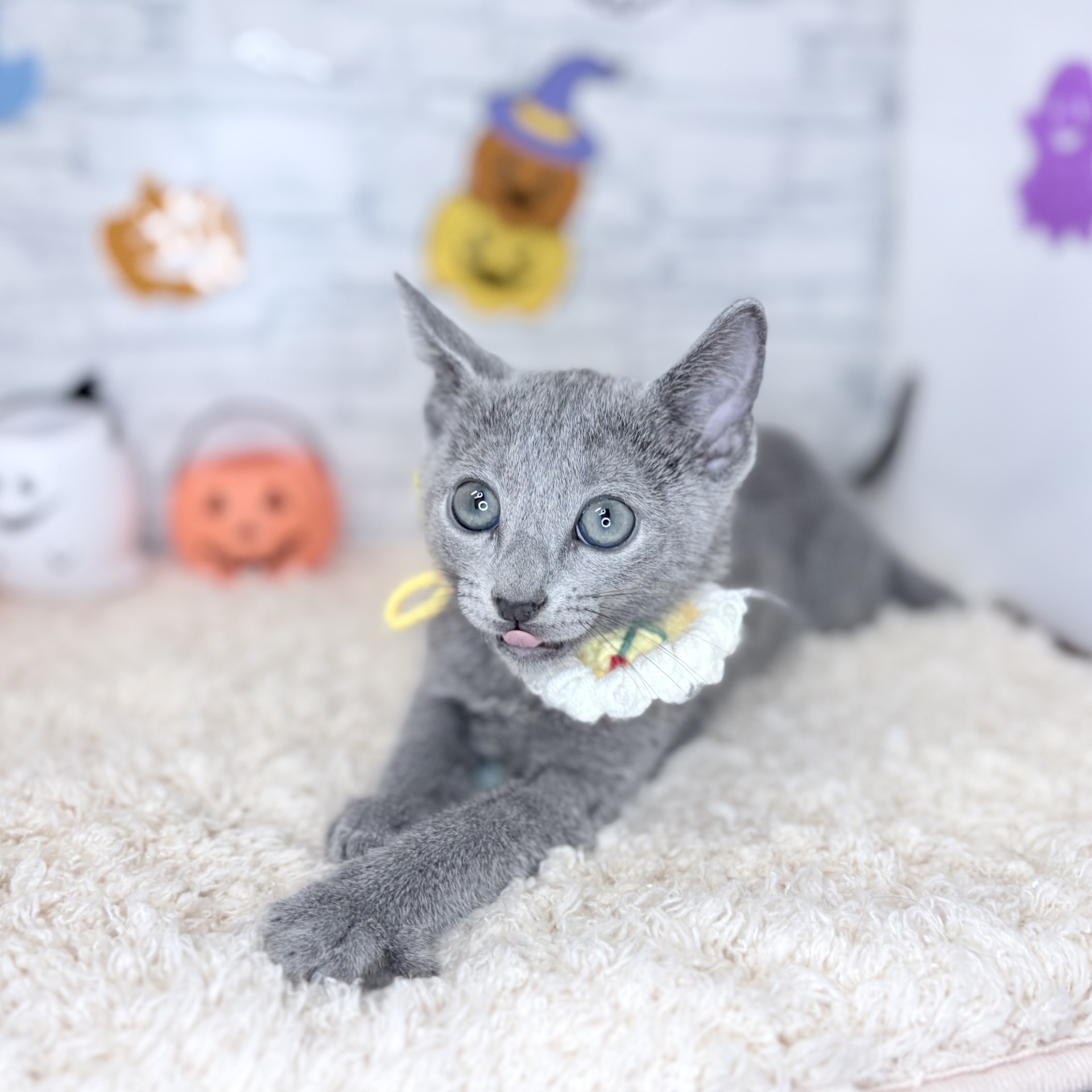 長野県のロシアンブルー (犬の家＆猫の里長野店/2026年7月22日生まれ/男の子/ブルー)の子猫の3枚目の画像