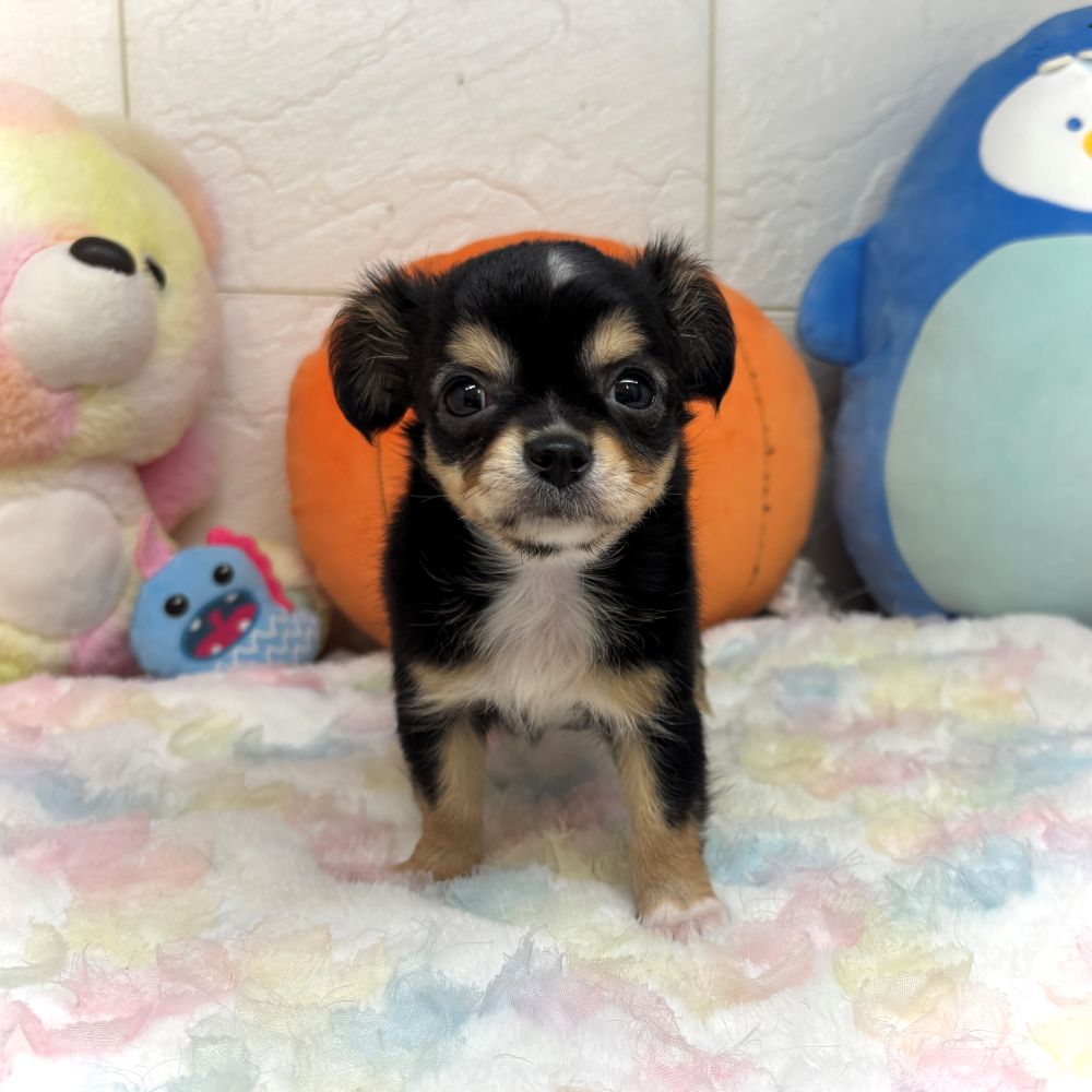 兵庫県のチワワ(ロング) (犬の家＆猫の里ゆめタウン姫路店/2026年7月24日生まれ/男の子/ブラッククリーム)の子犬の3枚目の画像