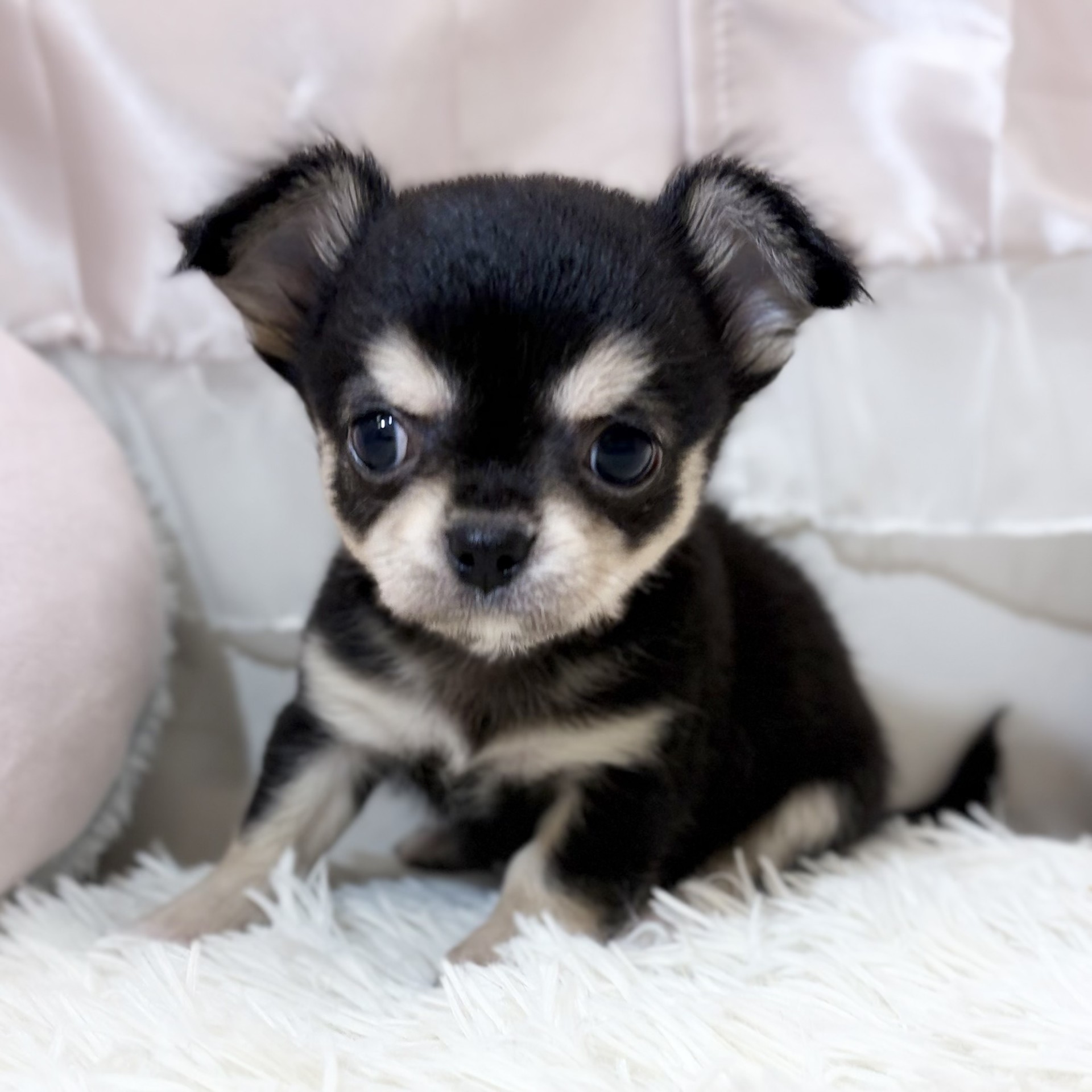 兵庫県のチワワ(ロング) (犬の家＆猫の里カナート西神戸店/2026年7月24日生まれ/男の子/ブラックタンホワイト)の子犬の3枚目の画像